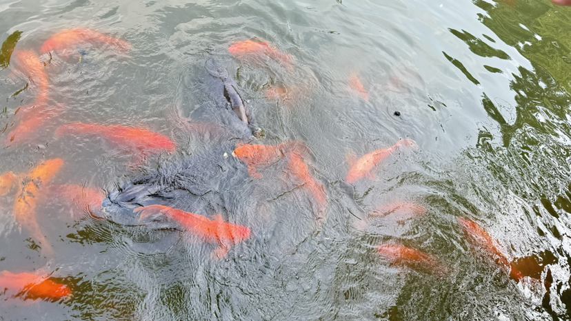 荻港古村