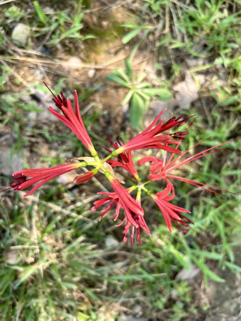 荻港古村