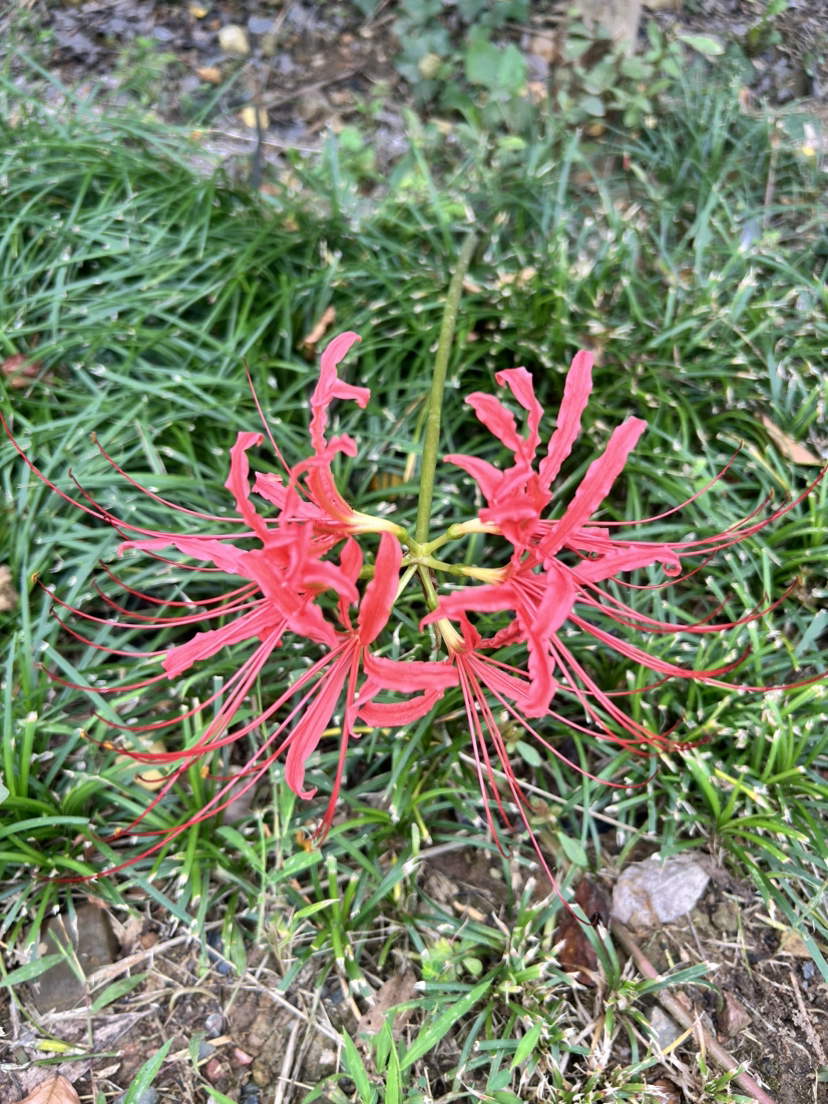 荻港古村