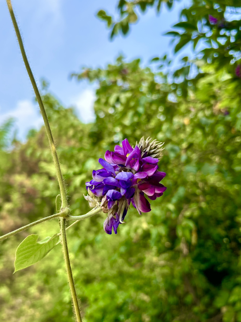 荻港古村