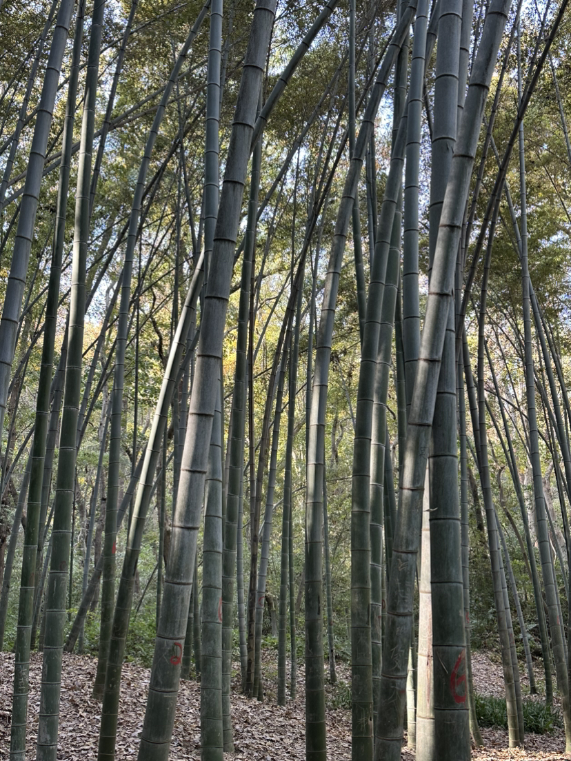 宝石山