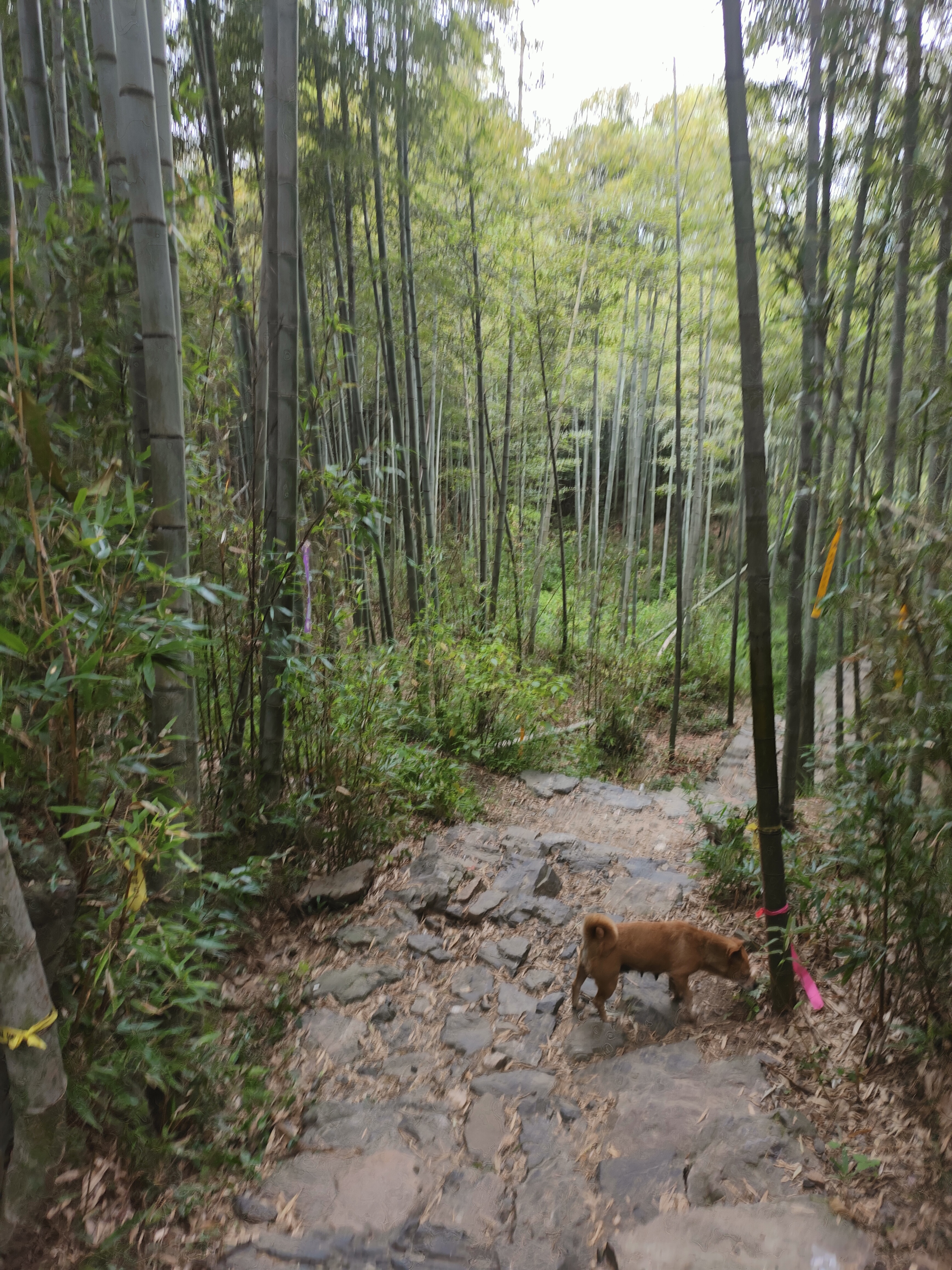 2024.9.10 章里古道（十四）