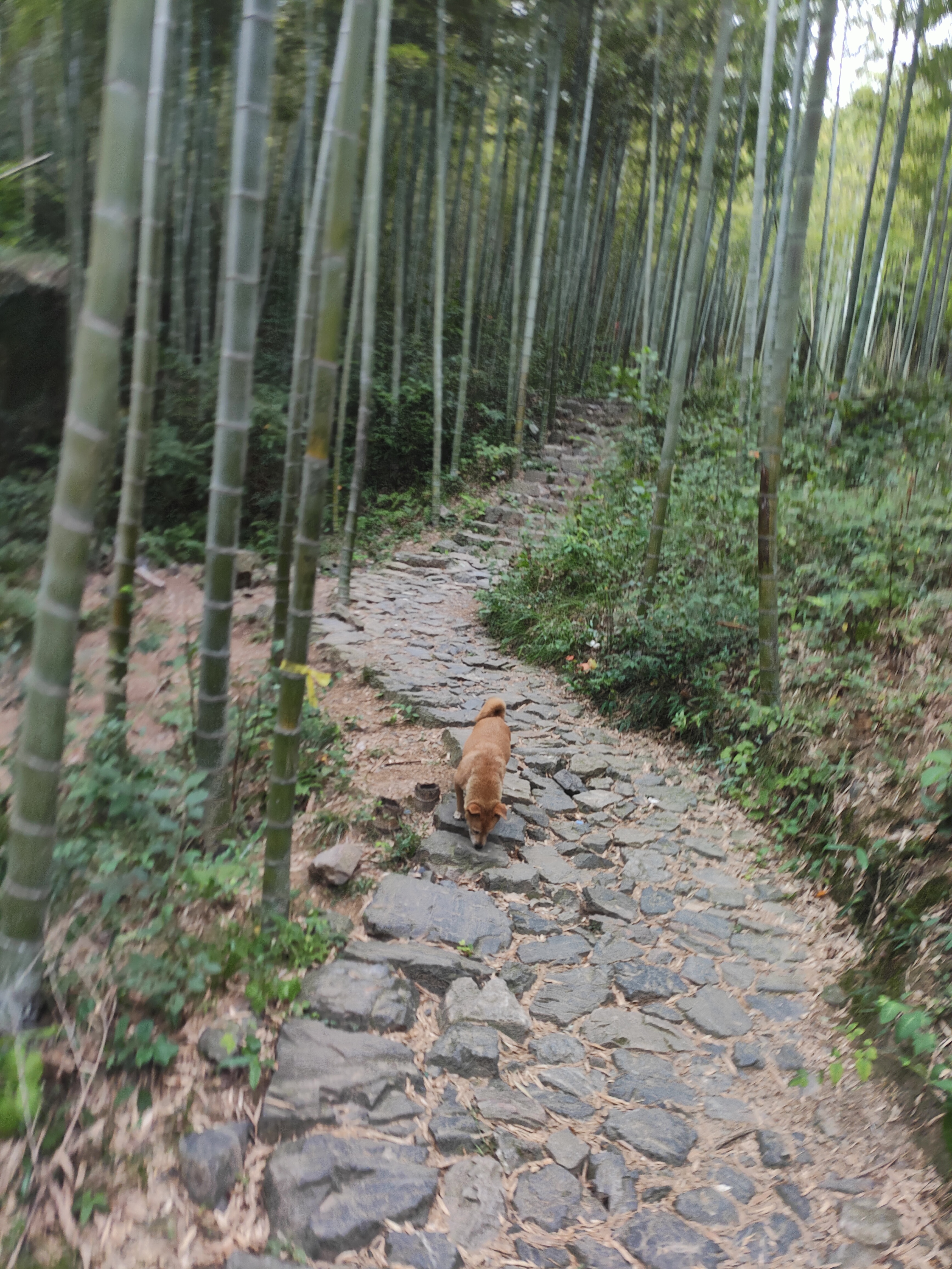 2024.9.10 章里古道（十四）