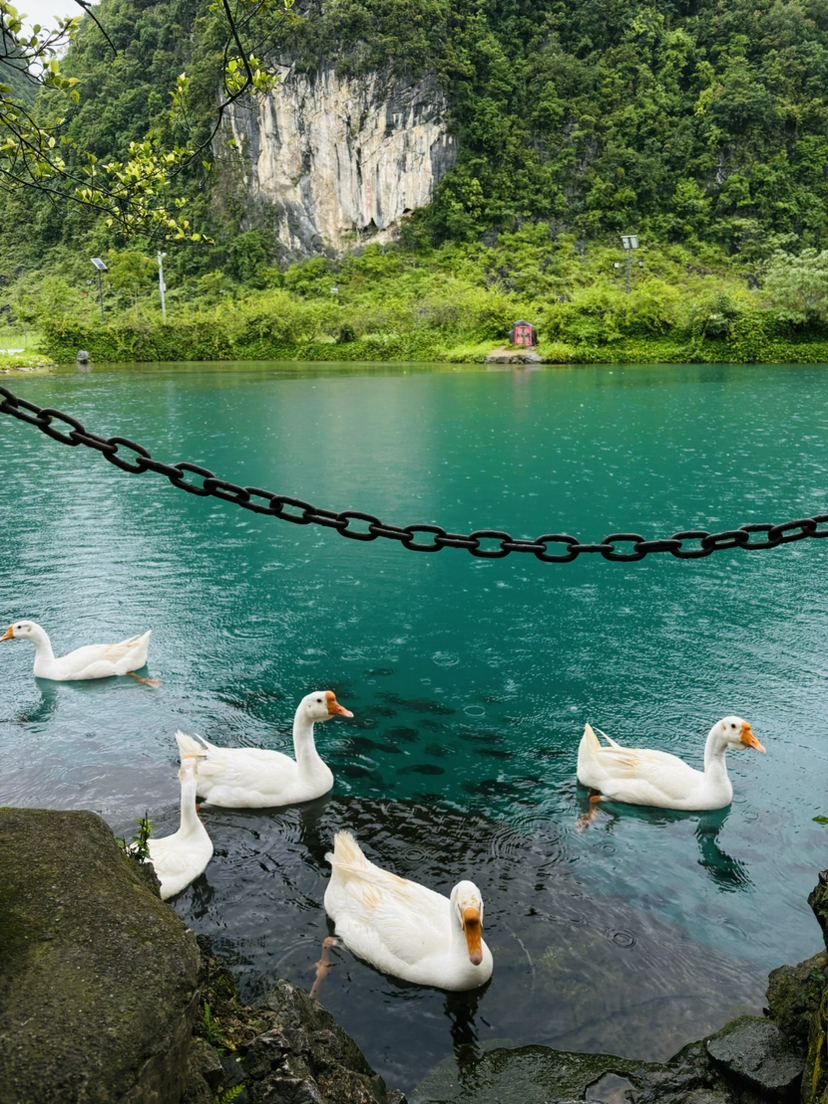 烟雨濛濛游鹅泉