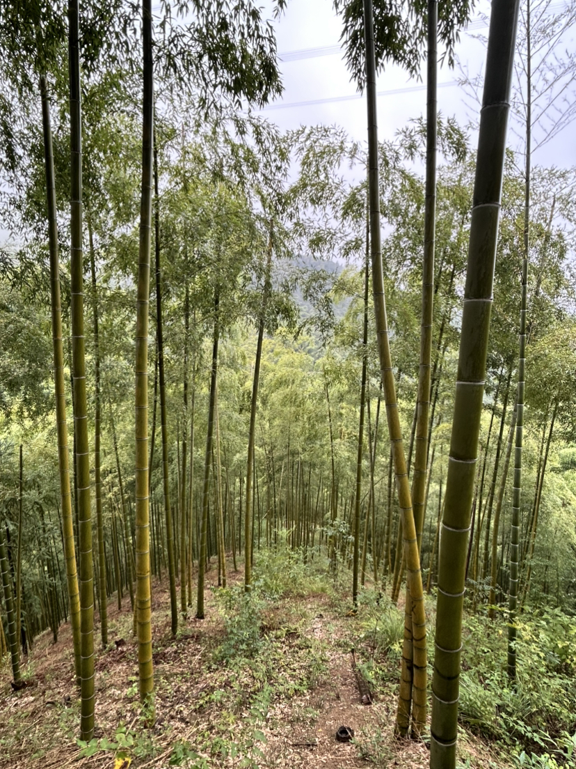 杭宣古道·独松关