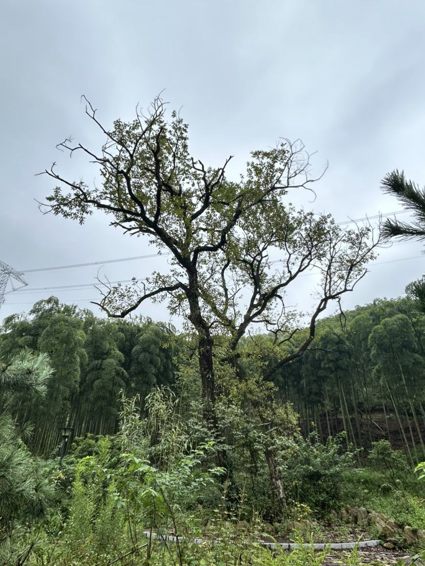杭宣古道·独松关