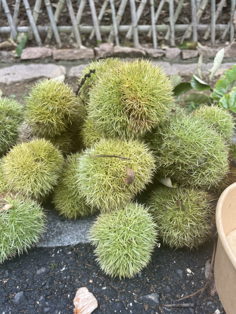 教大伙如何剥板栗