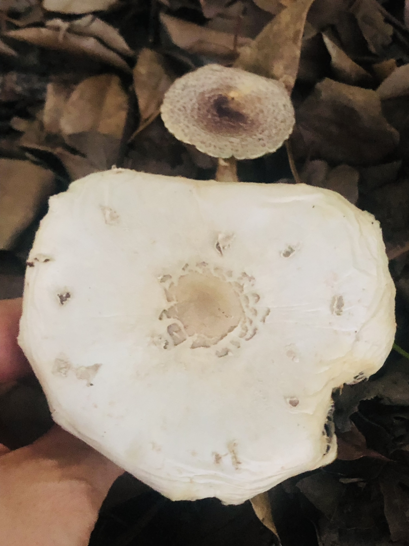 雨后的精灵