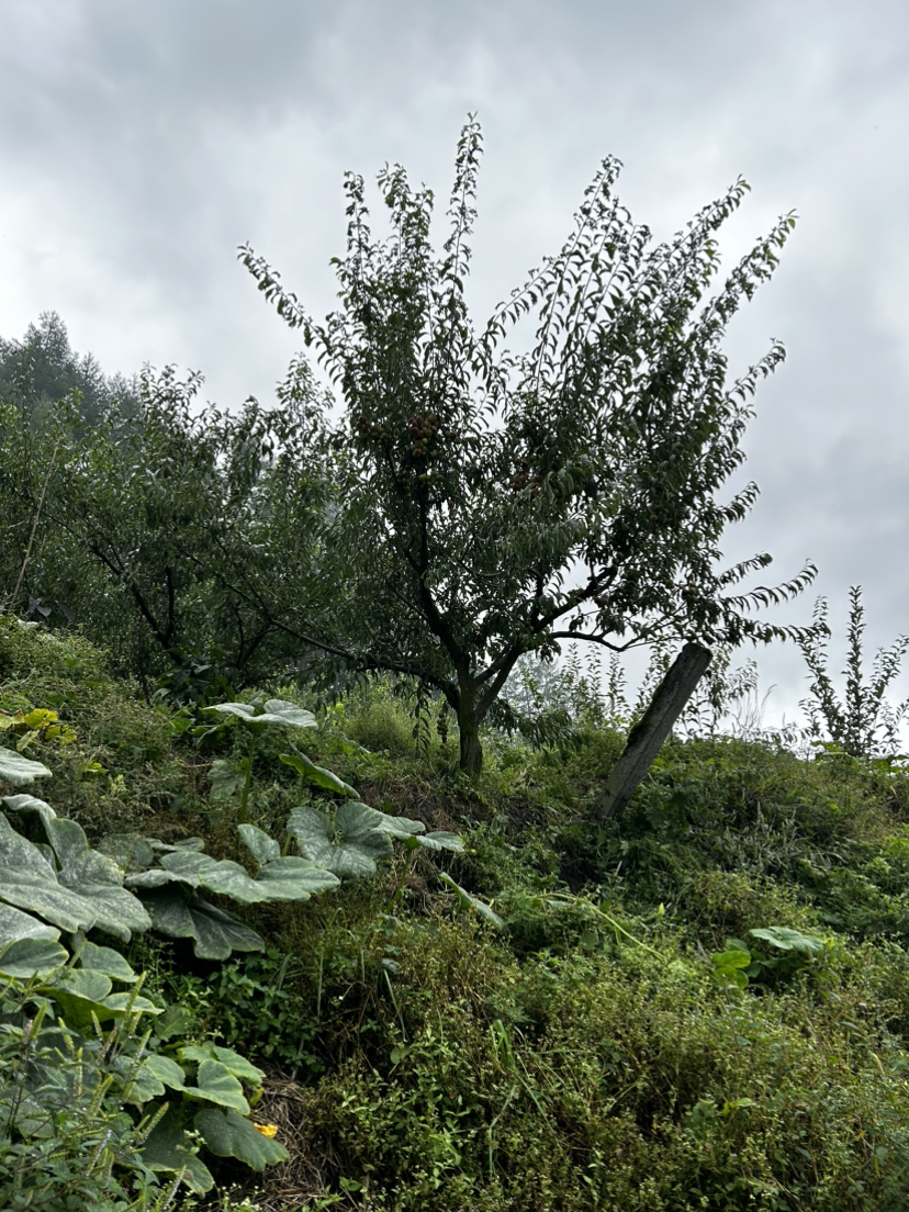 阿坝卧龙