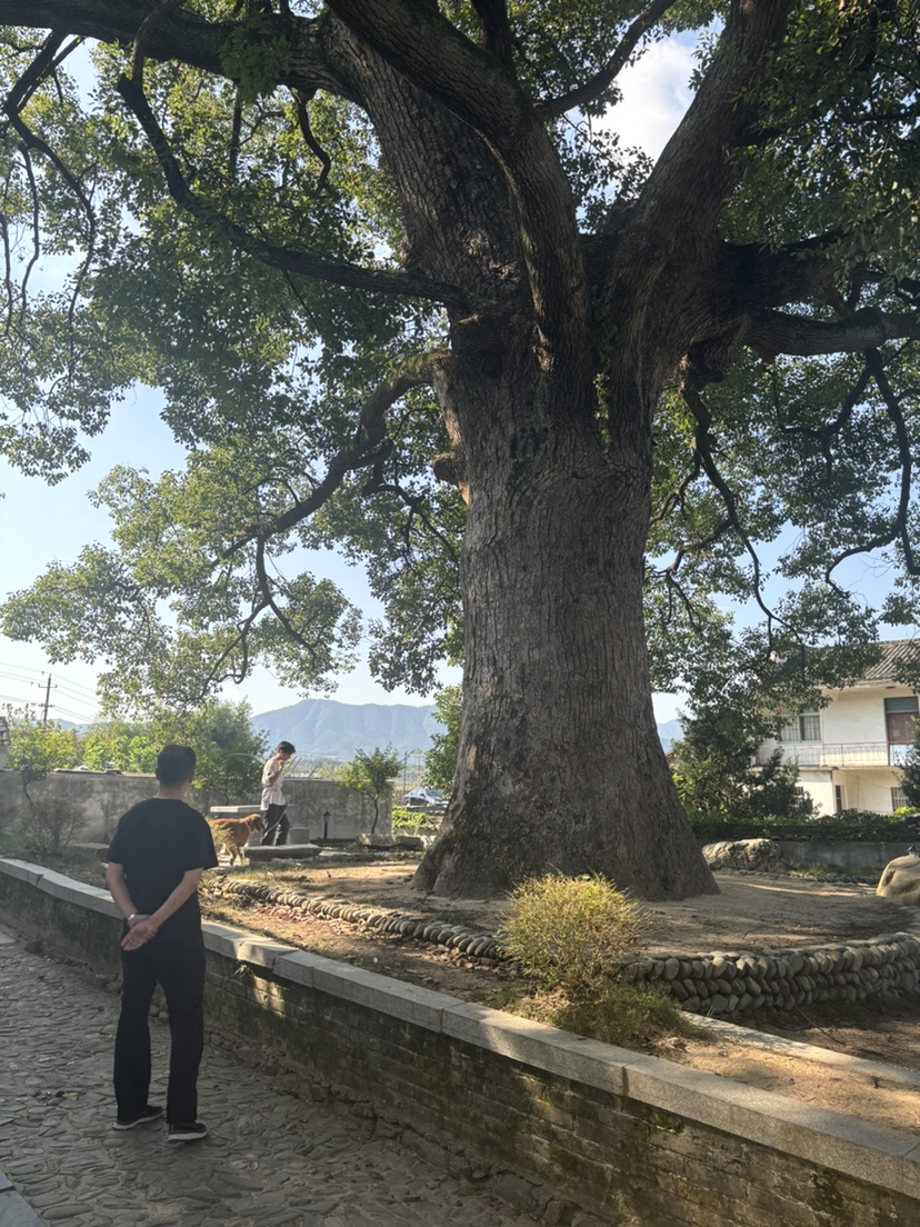 徒步黄山木梨硔《一》