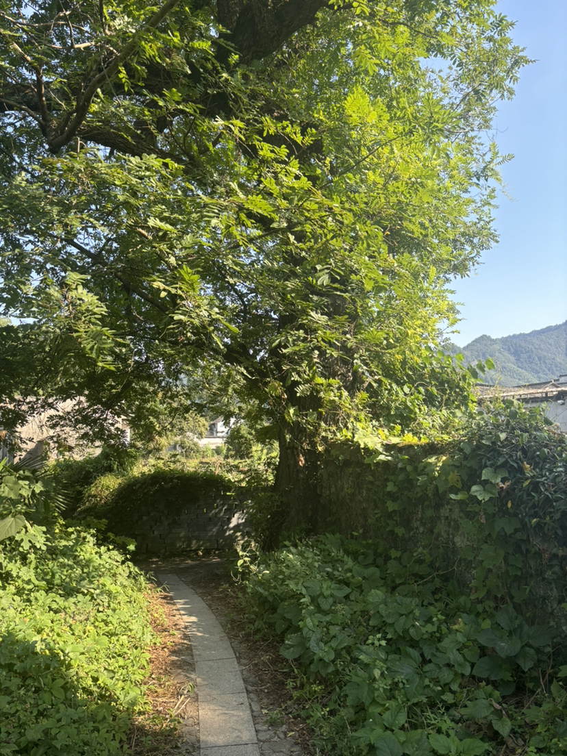 徒步黄山木梨硔《一》