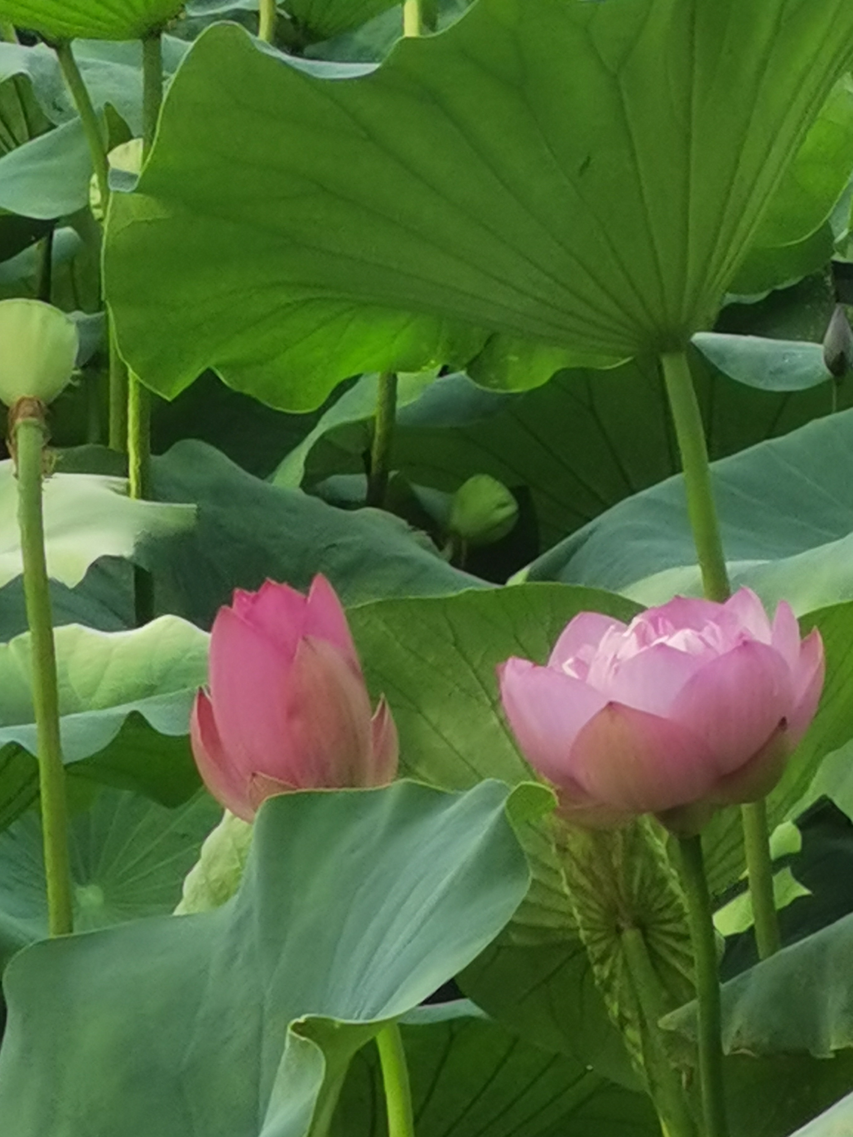 大明湖