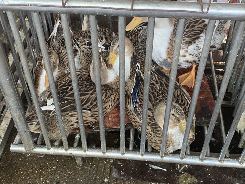 桂林菜场