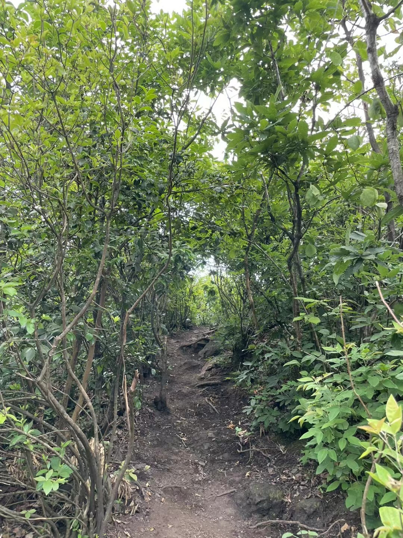 章里古道