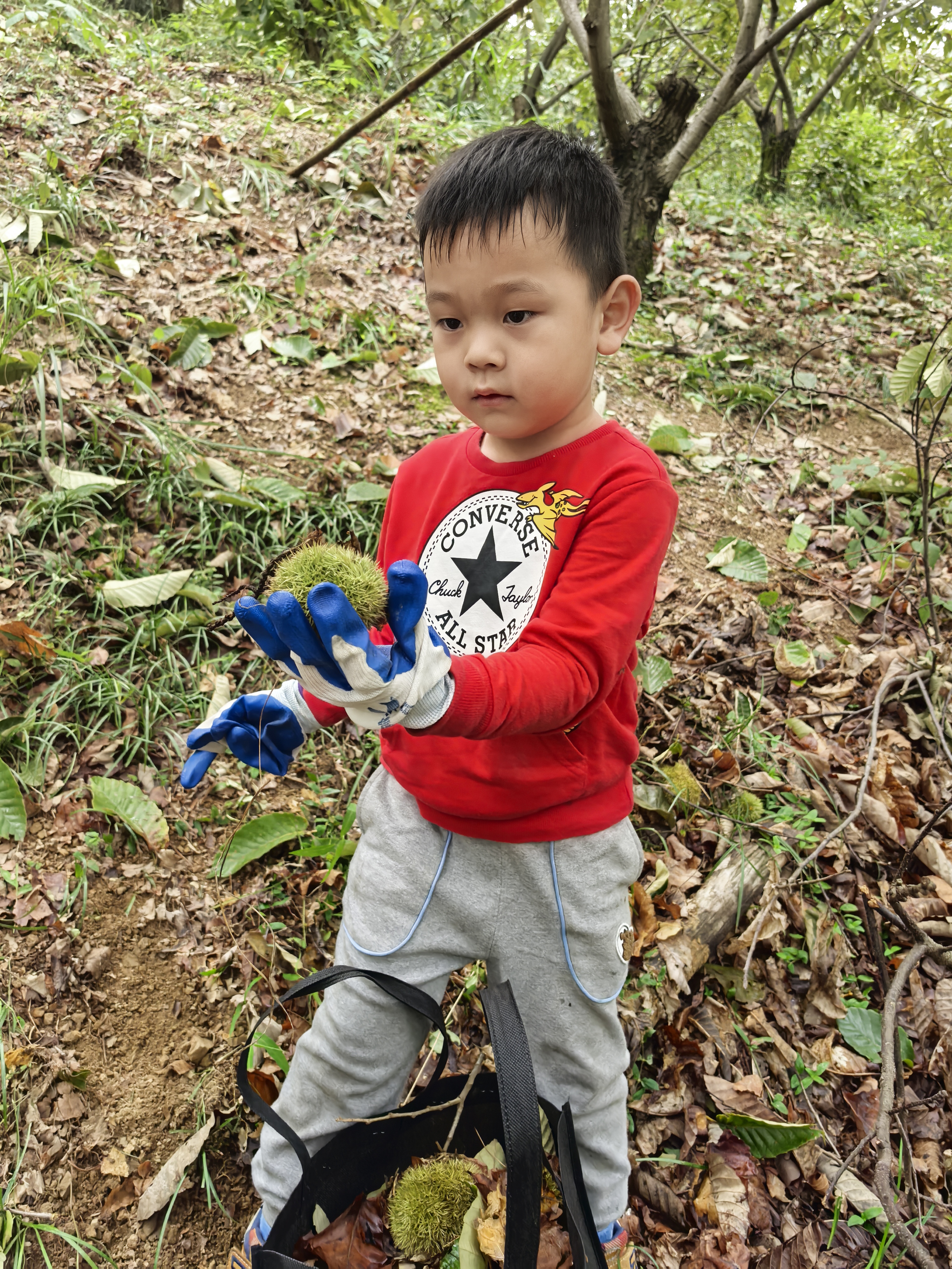 打板栗