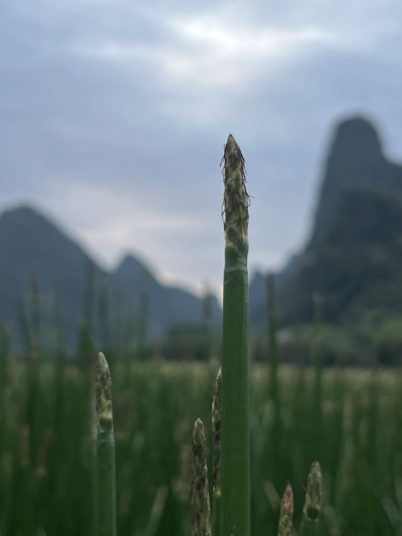 阳朔游记