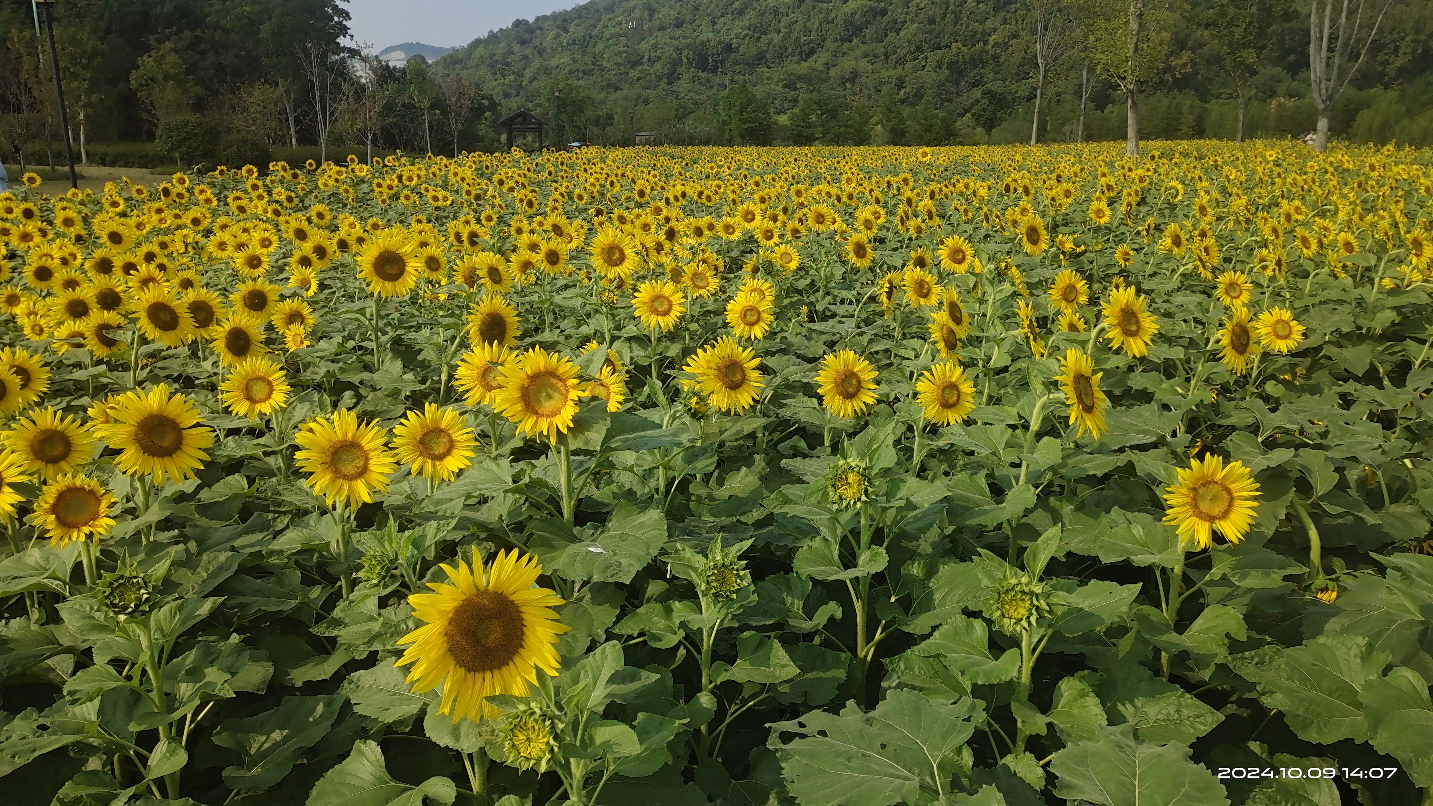 秋季的铜鉴湖花海