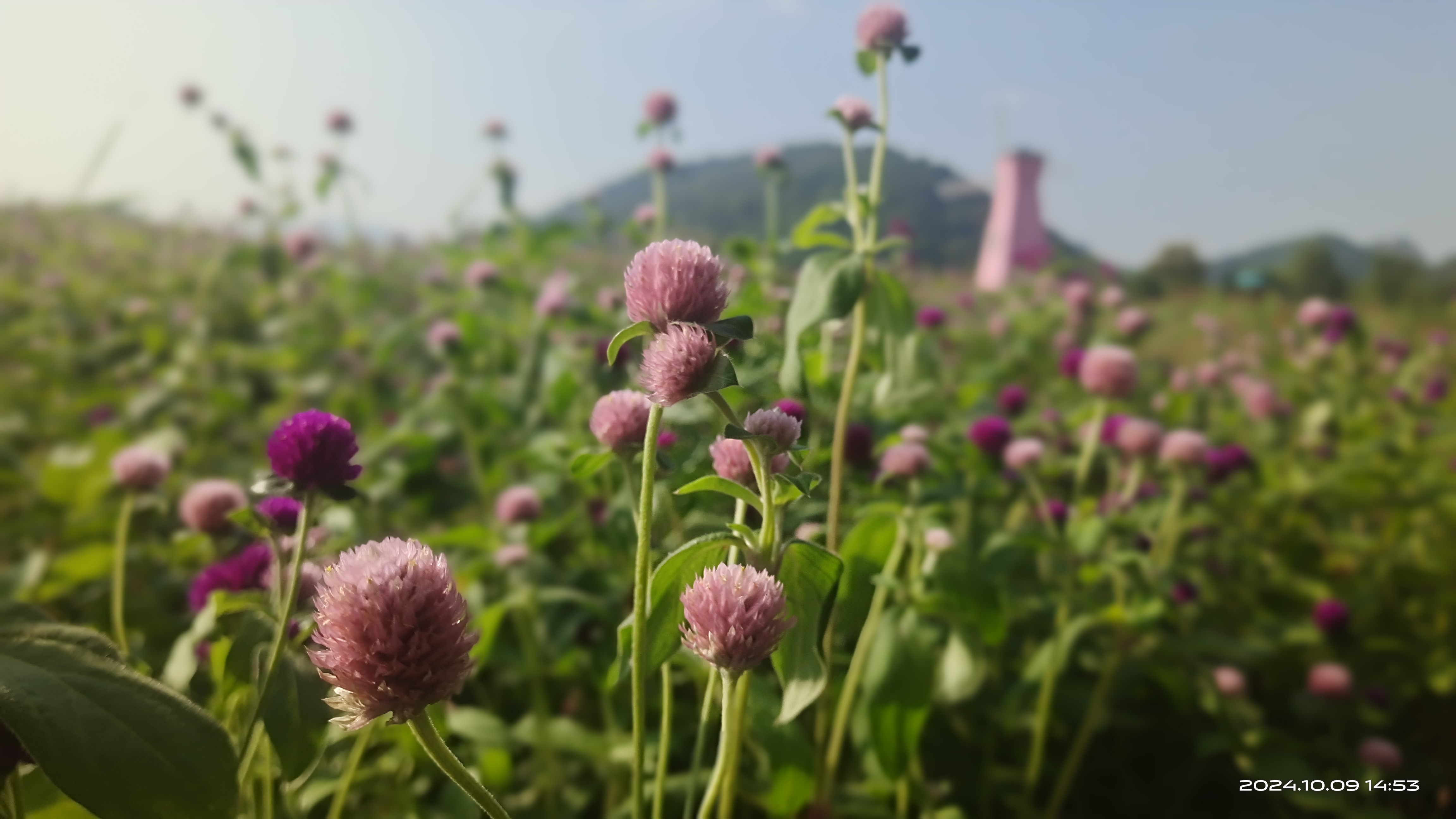 秋季的铜鉴湖花海