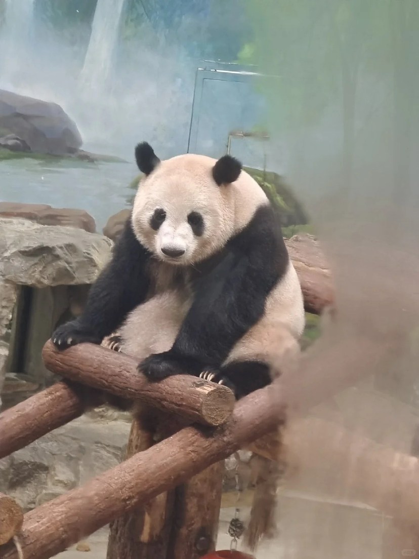 杭州动物园熊猫馆