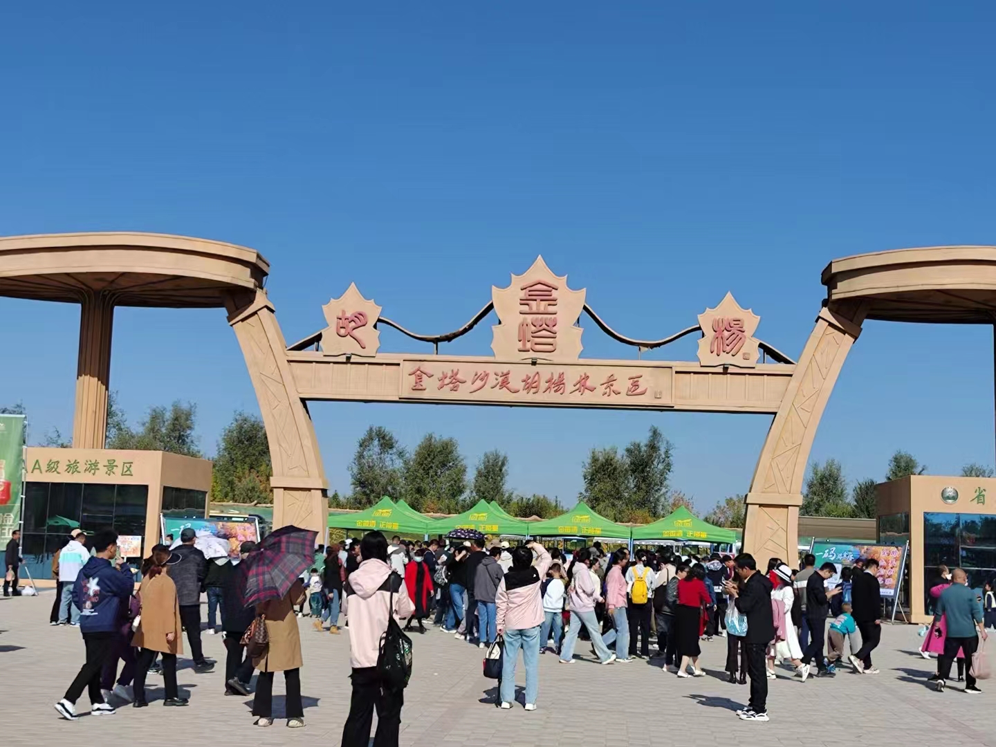 金塔胡杨林
