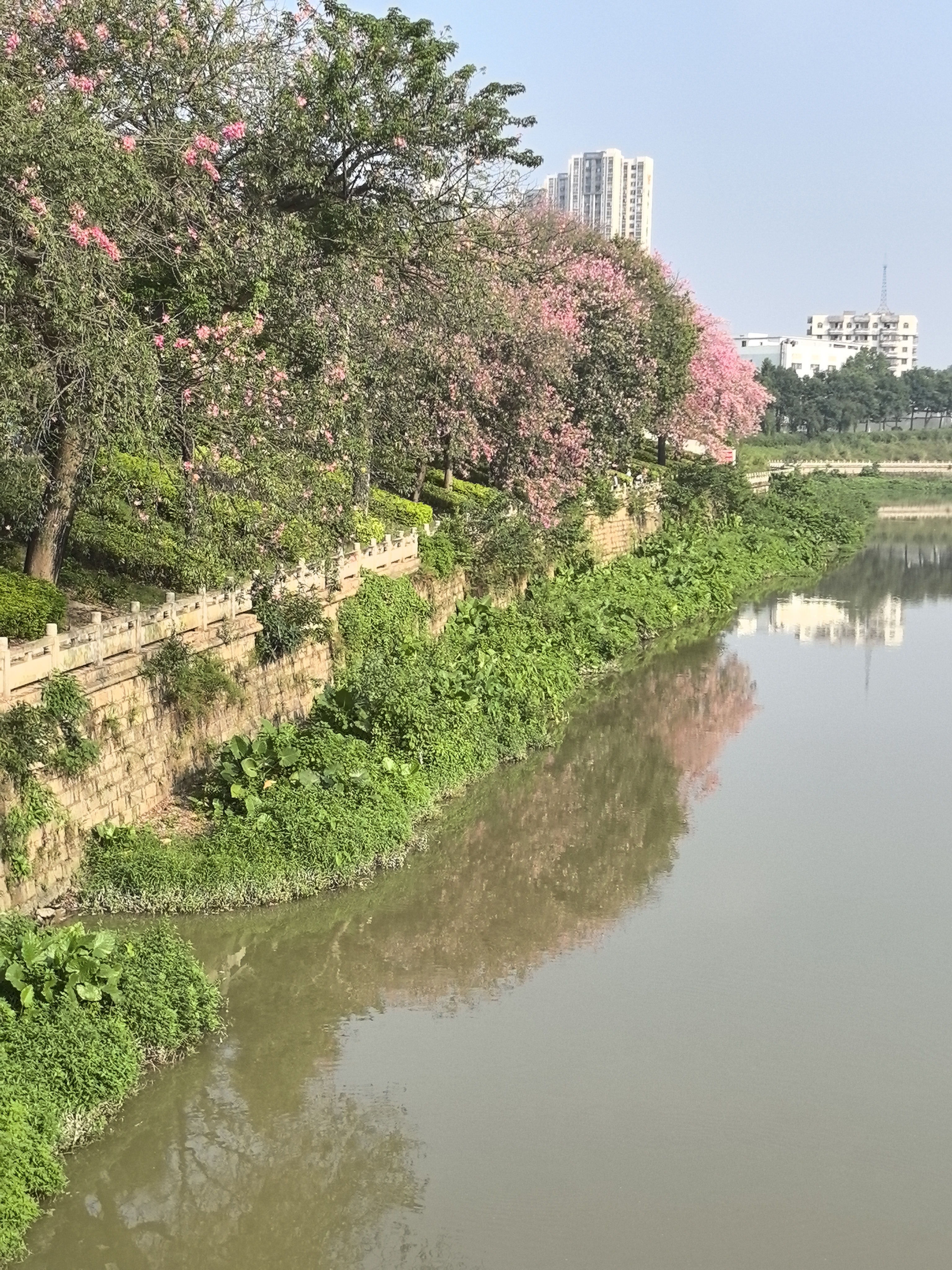 漂亮异木棉