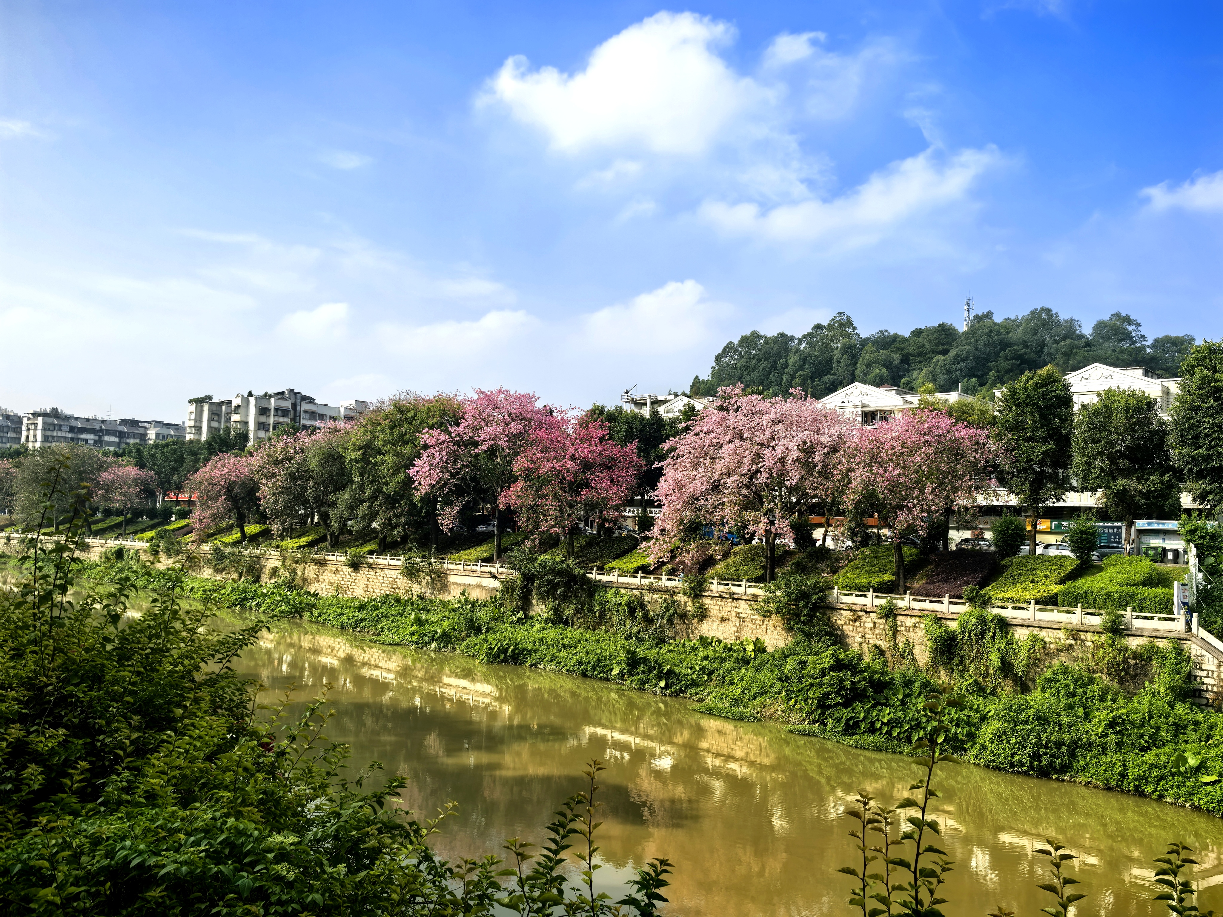 漂亮异木棉