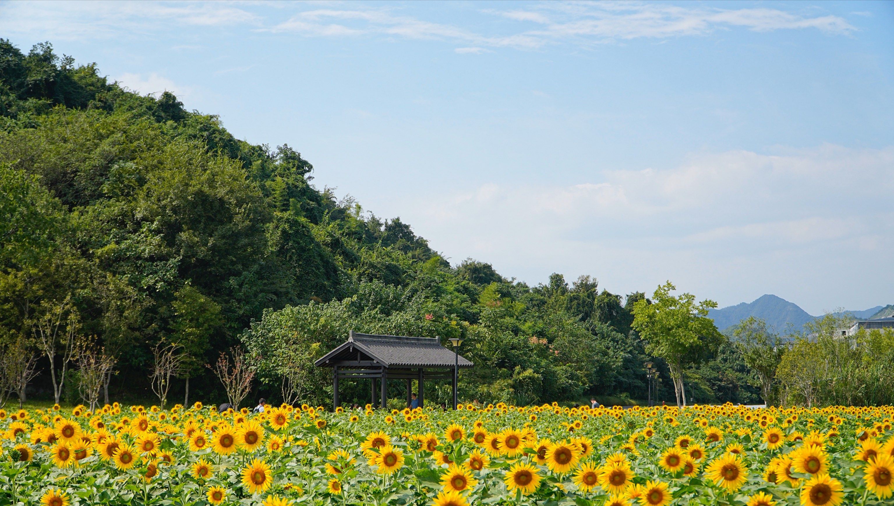 杭州鉴铜湖花海