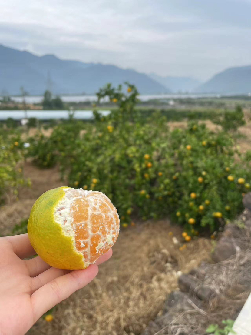 建德蜜橘采摘