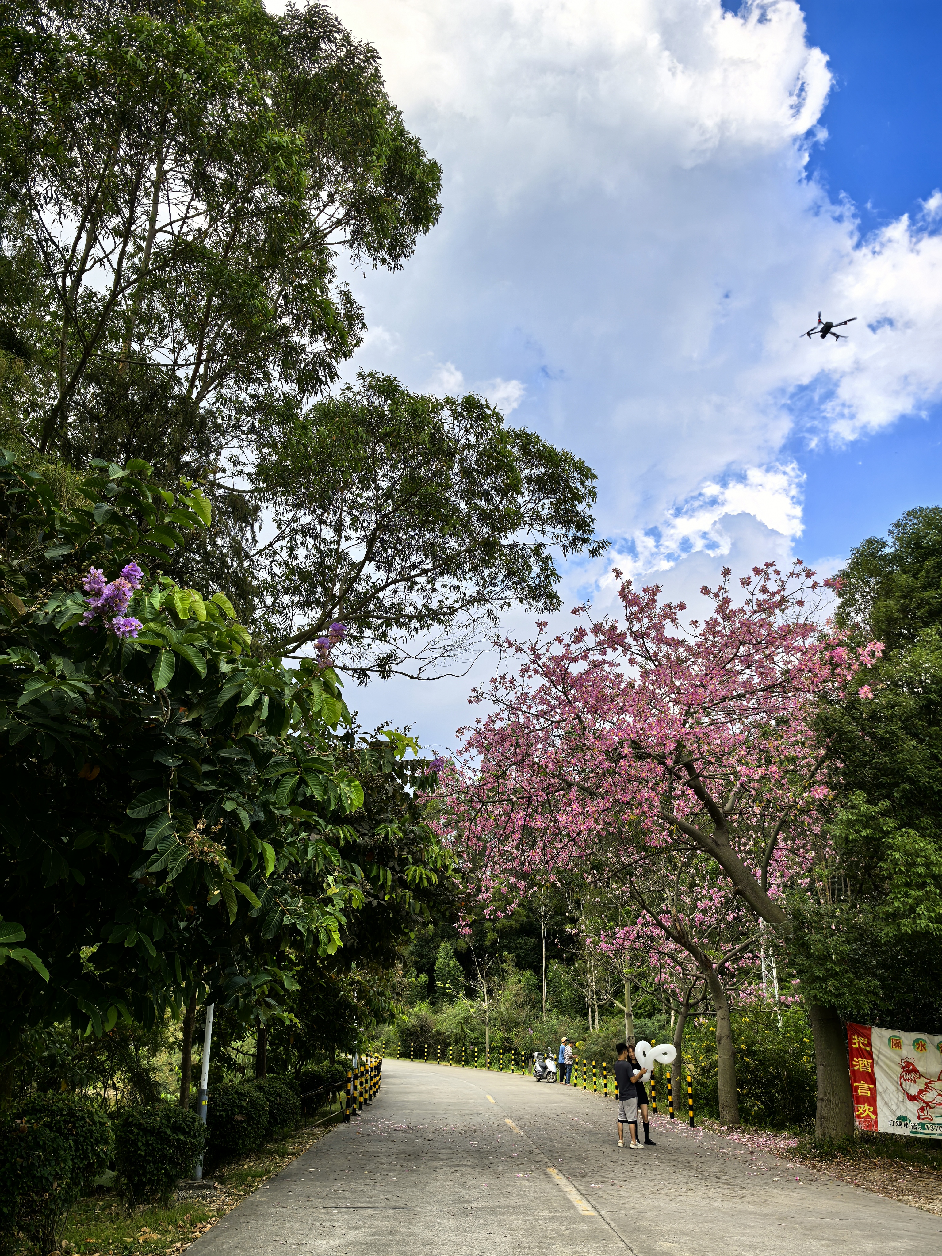 兰石公园的异木棉