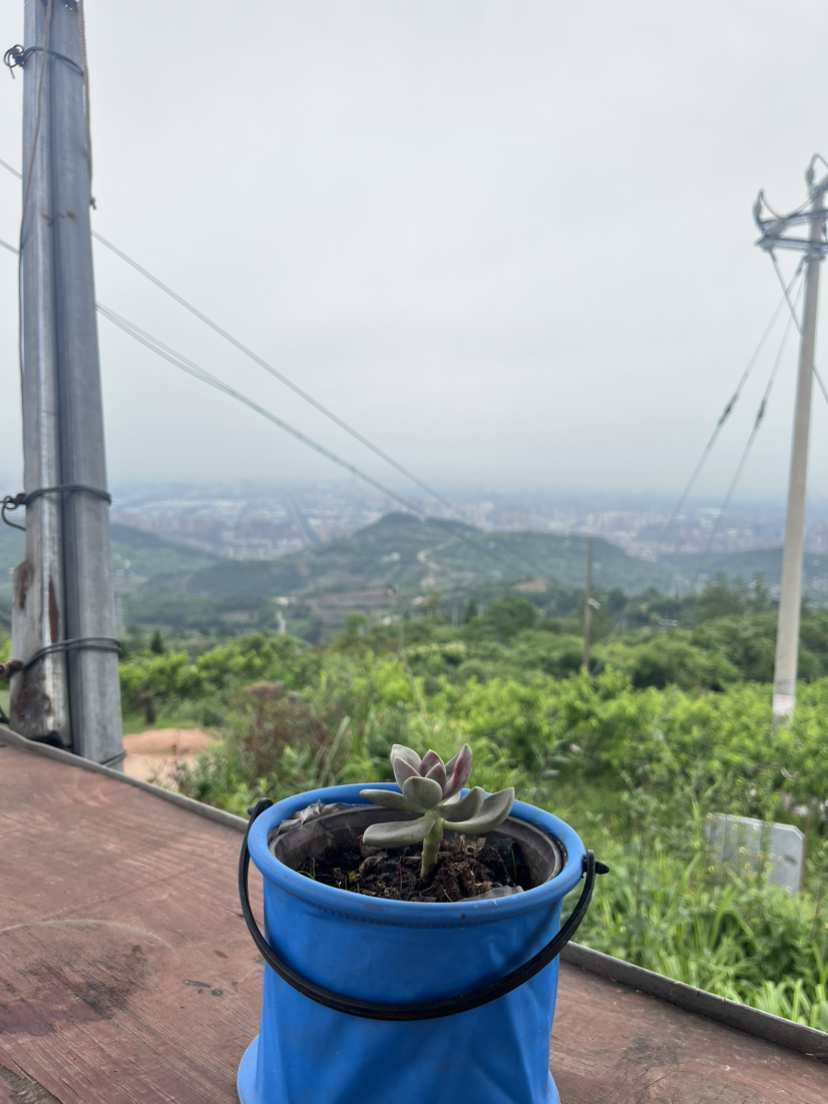 成都龙泉山