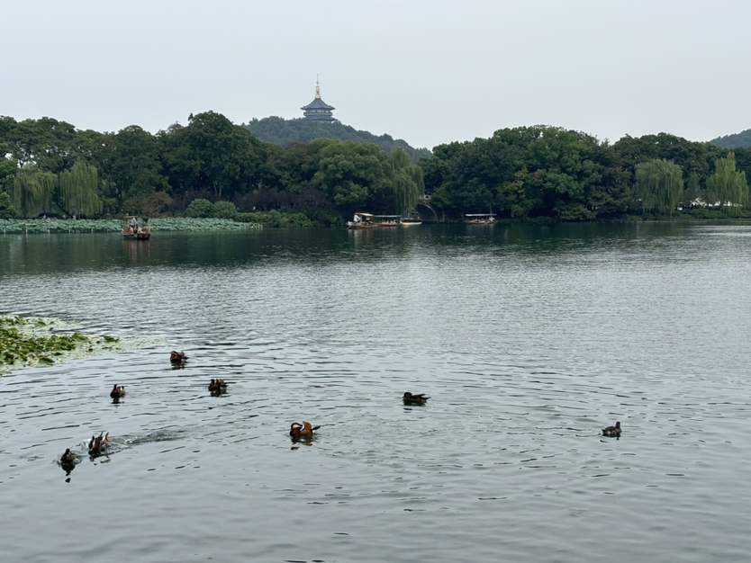 满城尽是桂花香-满觉陇赏桂1日游