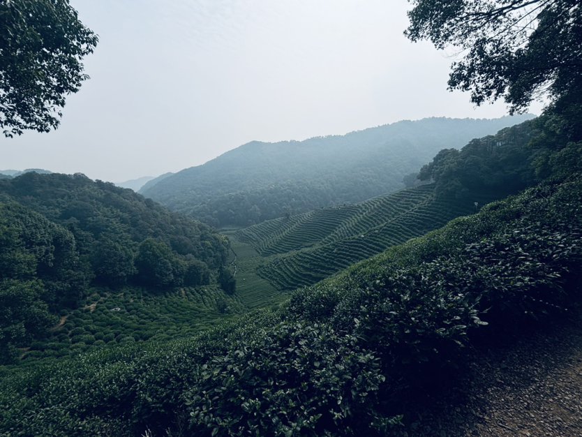 满城尽是桂花香-满觉陇赏桂1日游