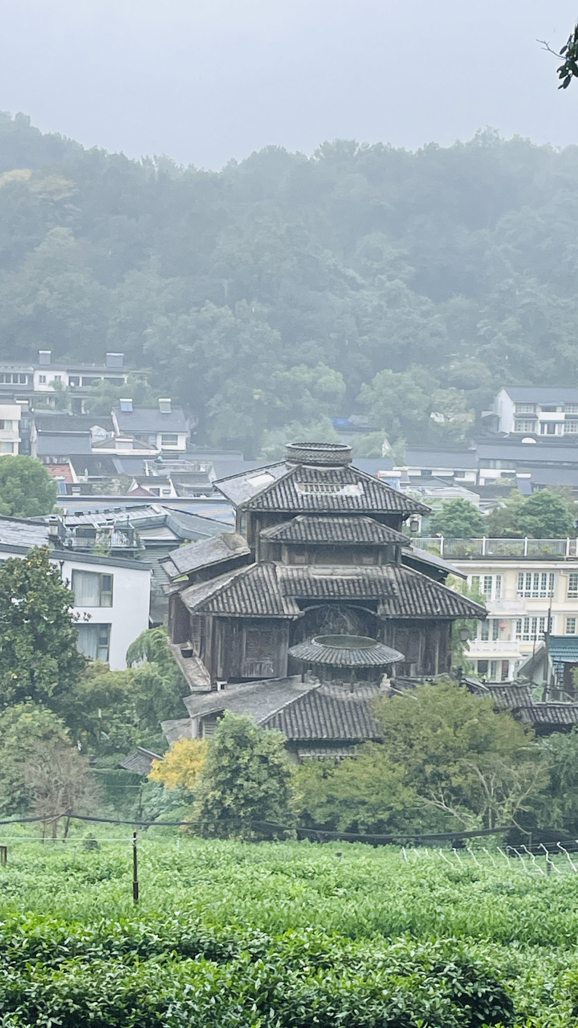 丑奴儿·桂在满觉陇-20241015游侠客满陇桂雨