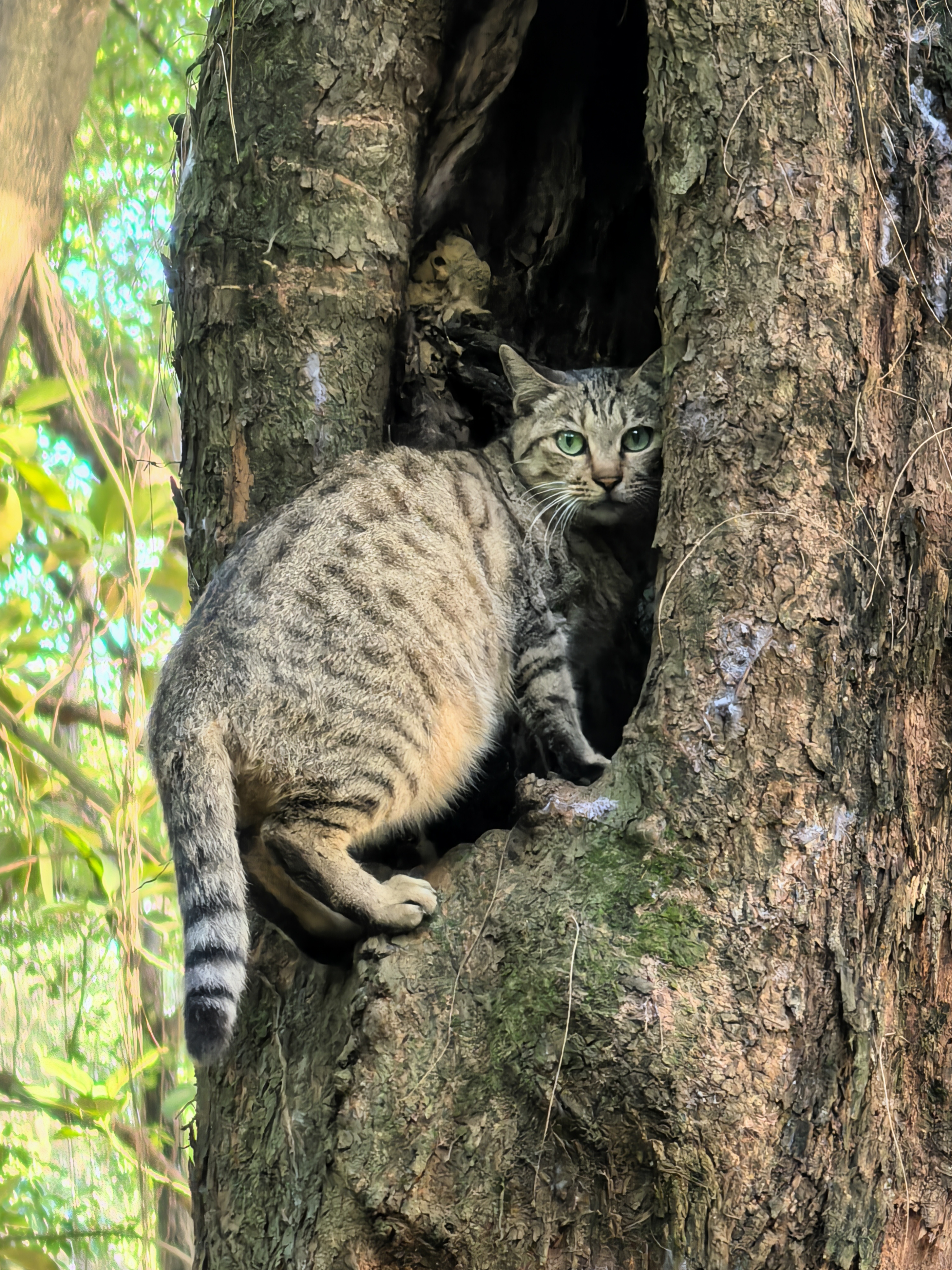 猫钻树洞