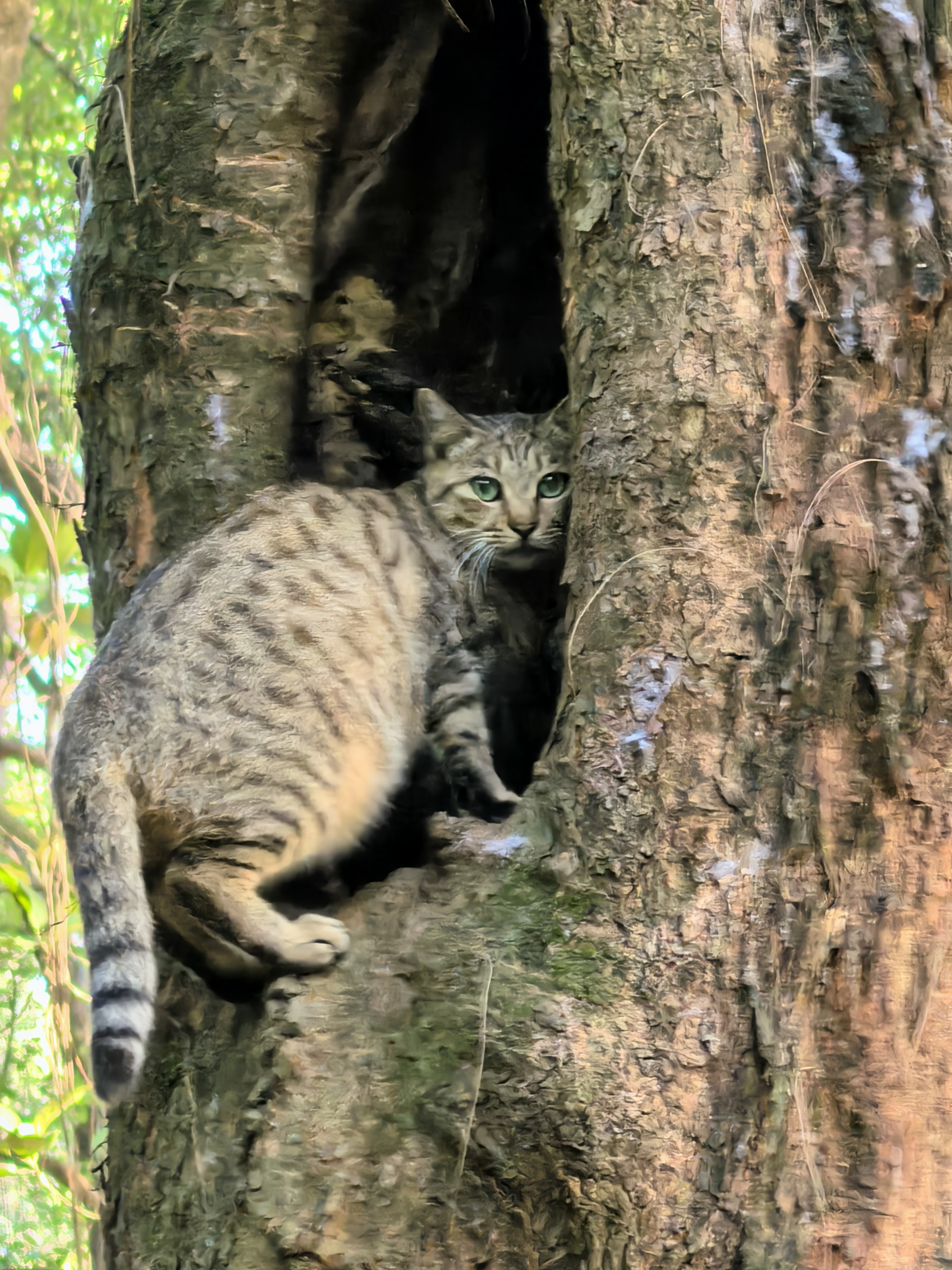 猫钻树洞
