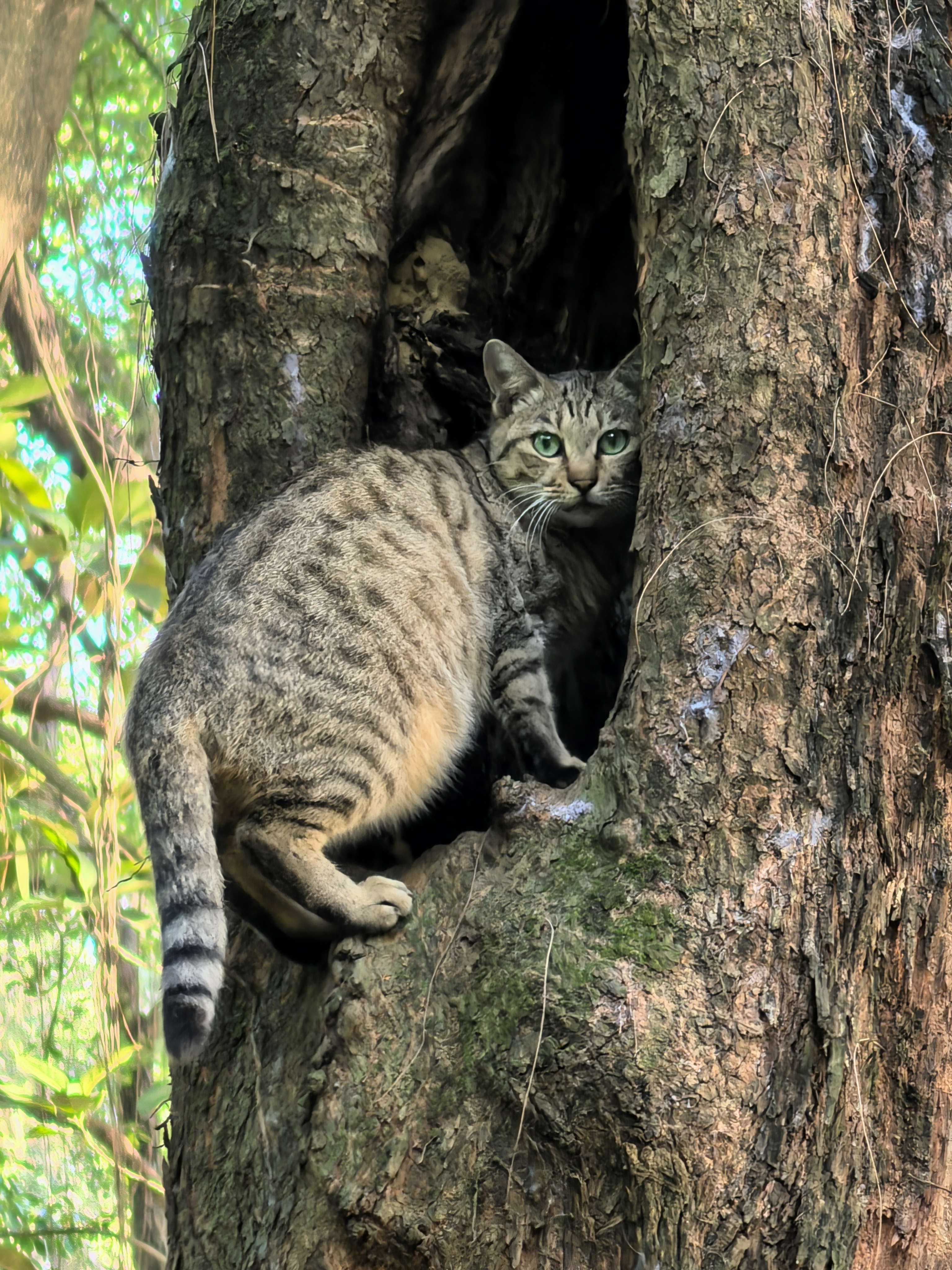 猫钻树洞