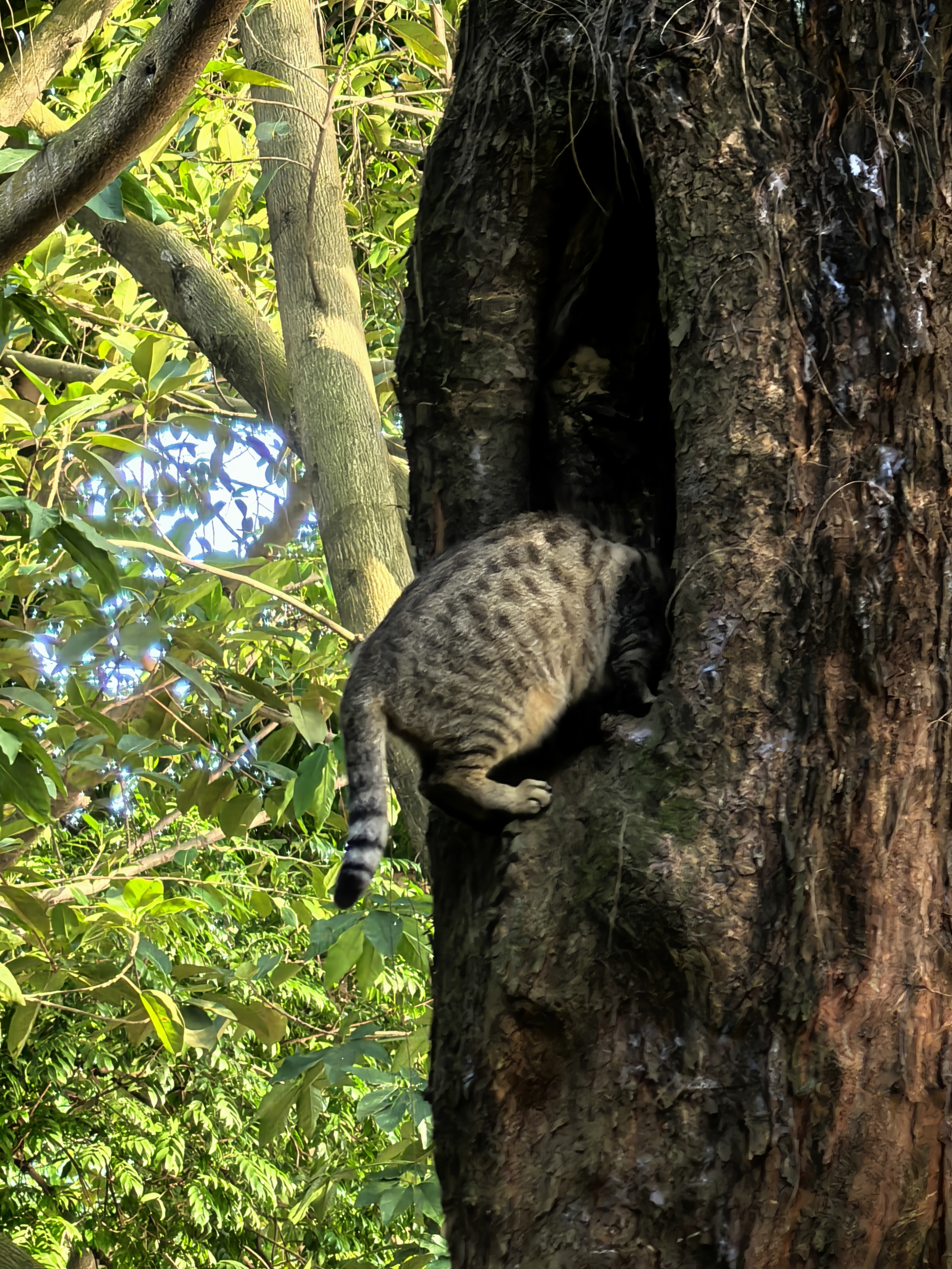 猫钻树洞