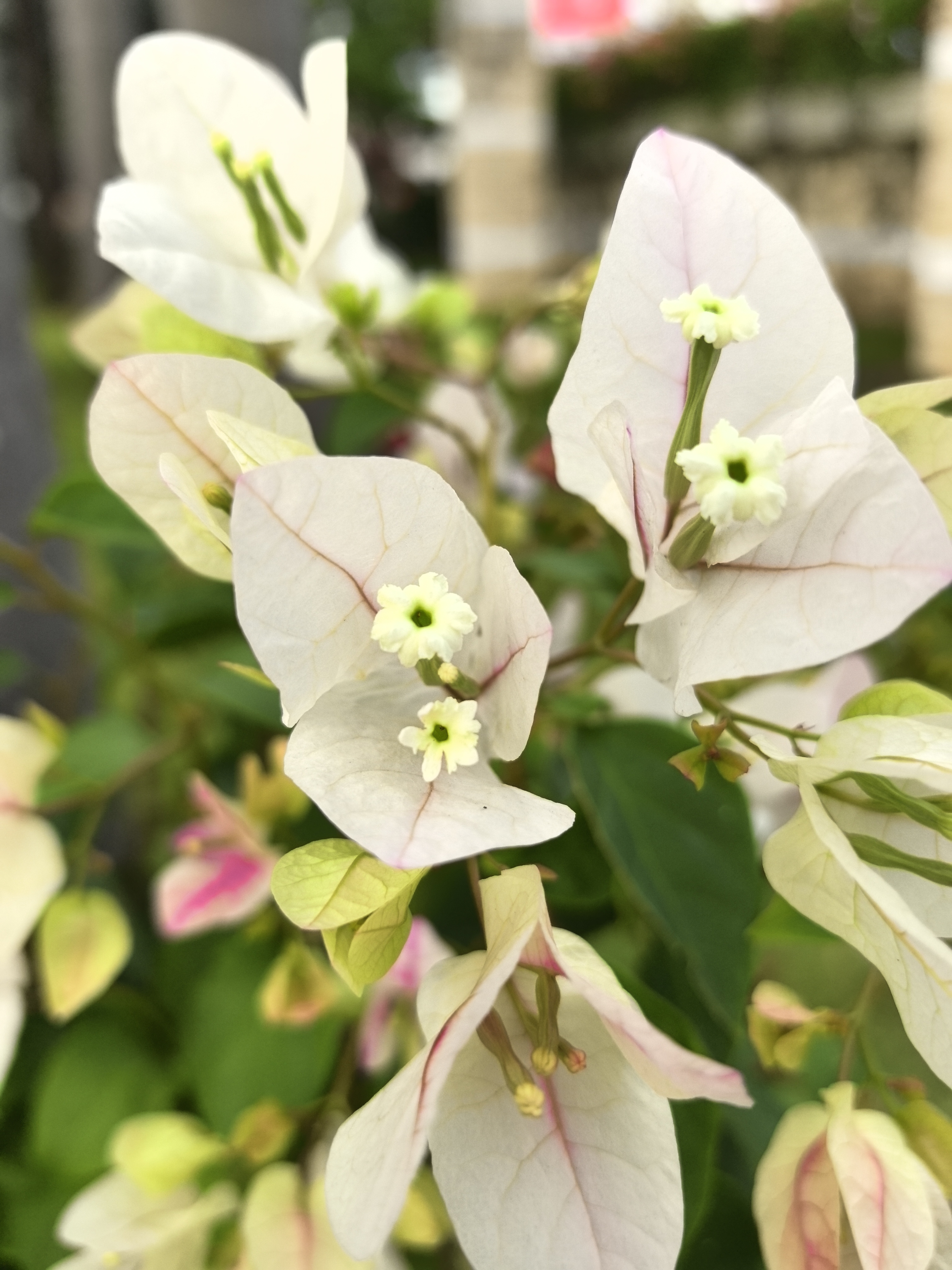 东湖公园叶子花有新产品种了