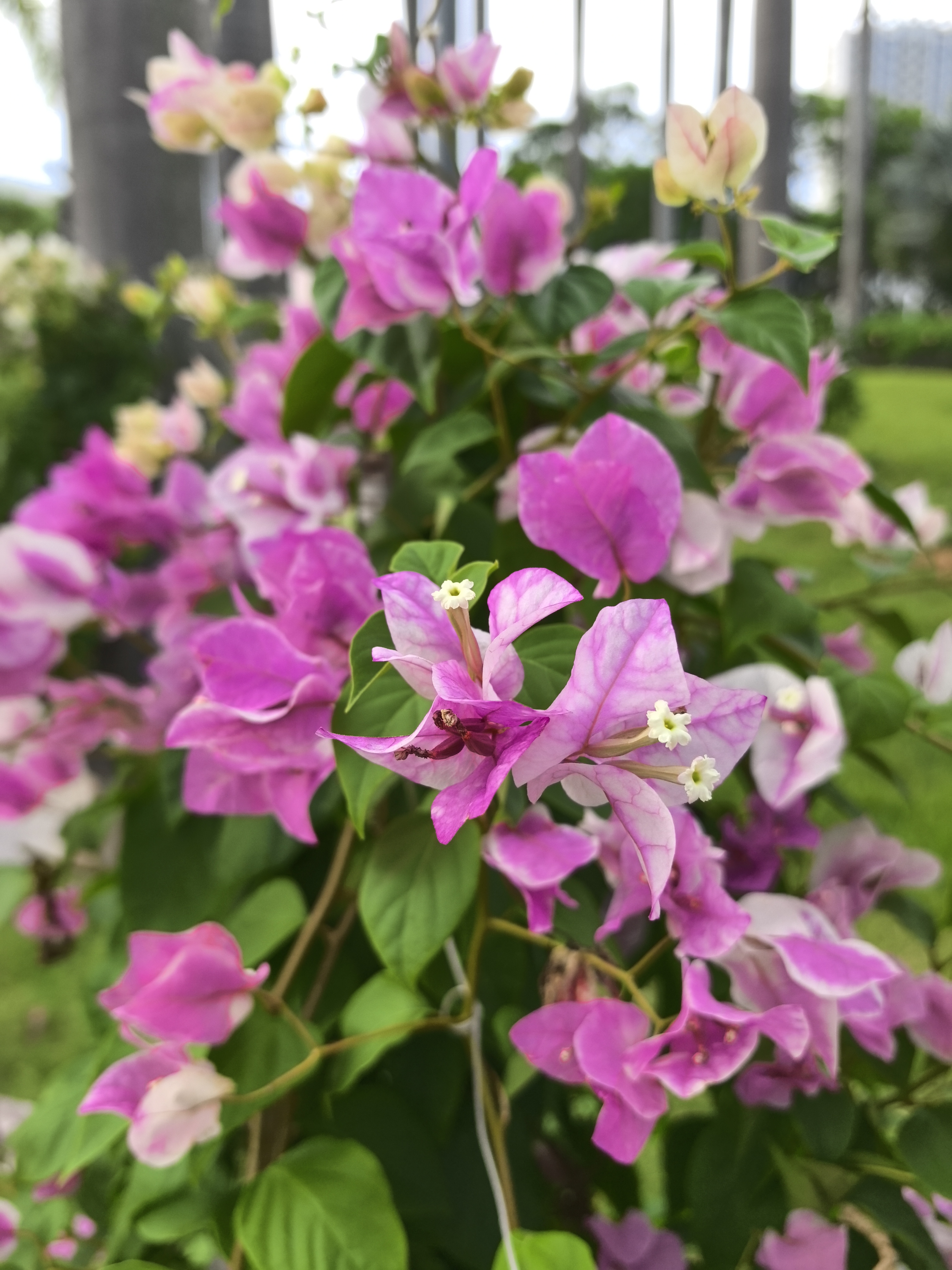 东湖公园叶子花有新产品种了