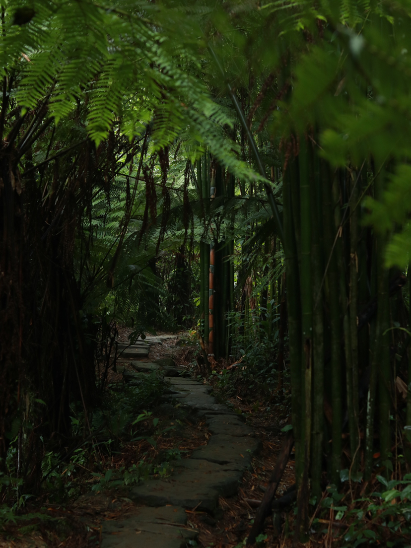 桫椤谷