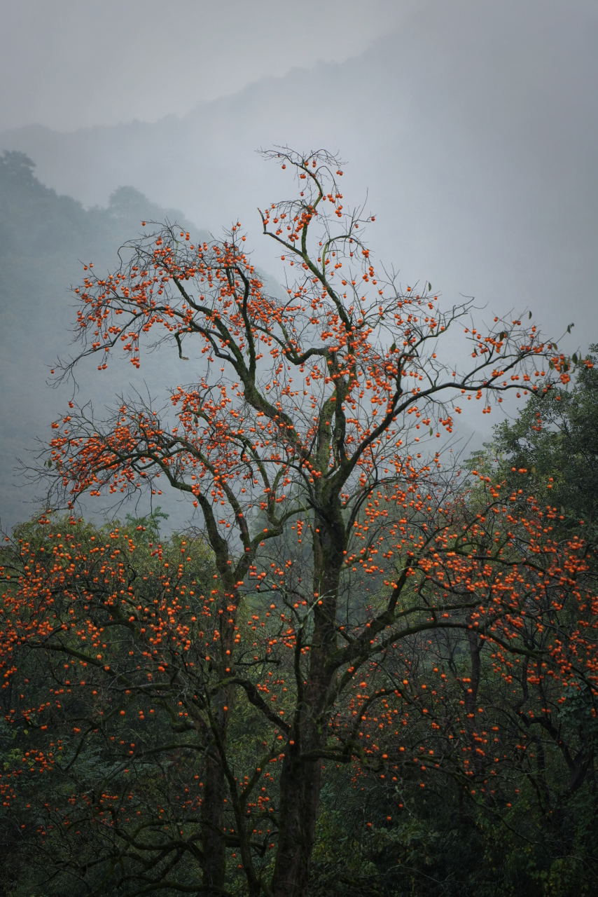 雨中游柿林