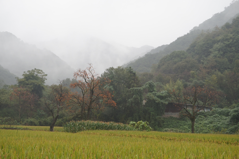 雨中游柿林