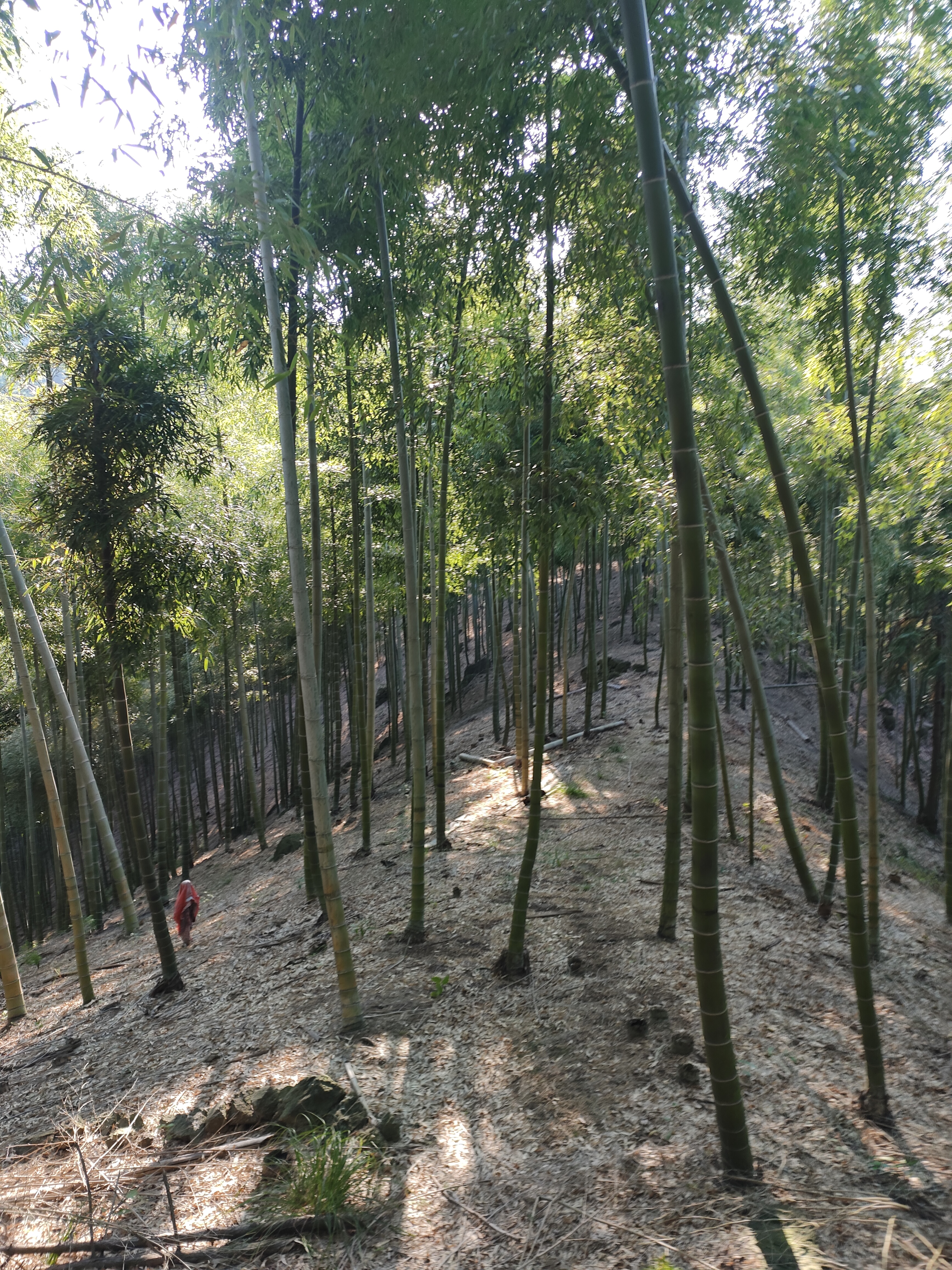 2024.10.9 唐道·独松关(八)