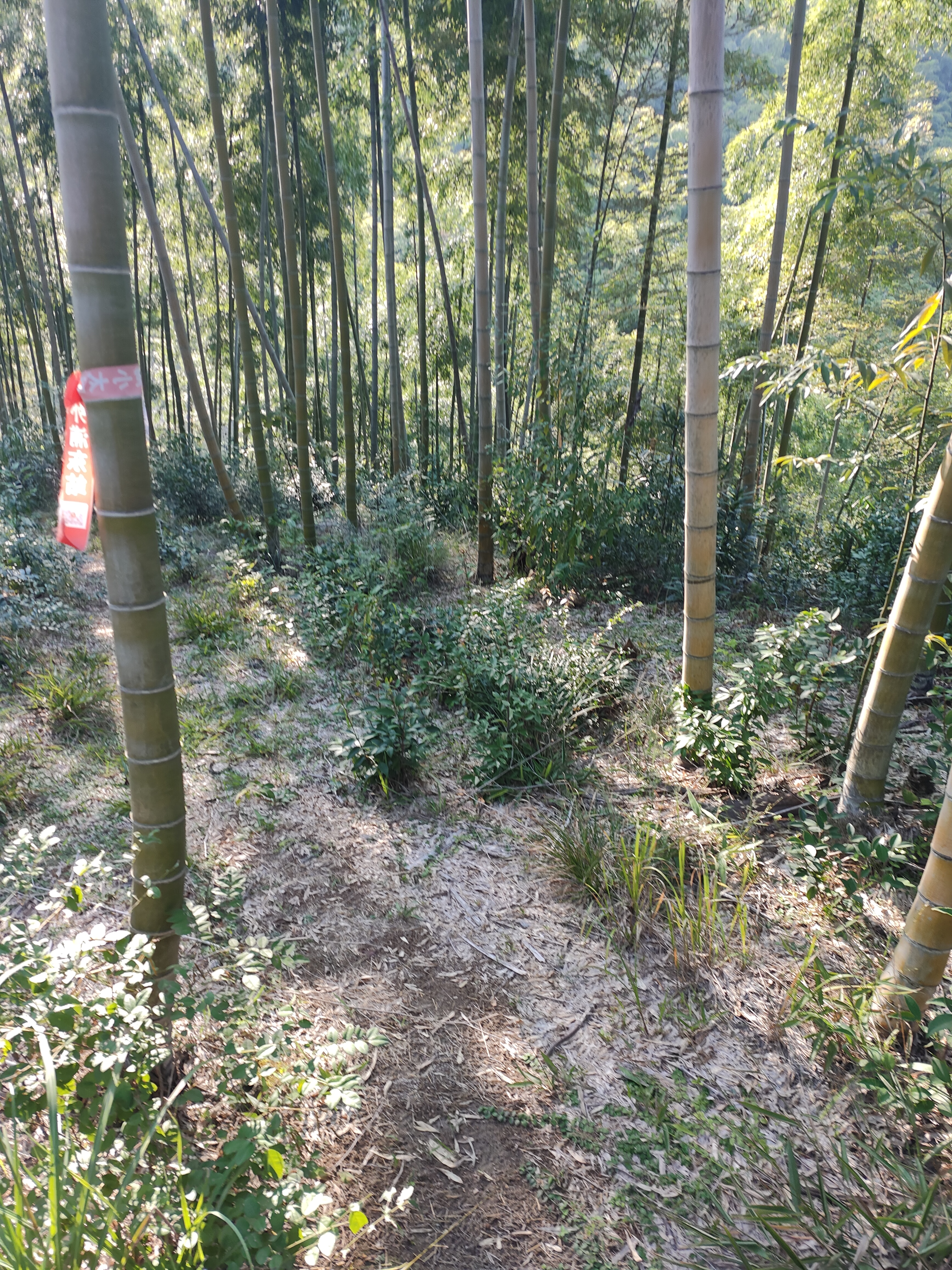 2024.10.9 唐道·独松关(八)