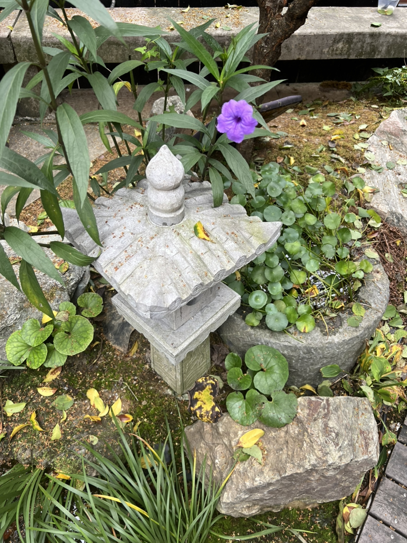 西湖群山·满陇桂雨｜华东秋色，满陇正是桂花季