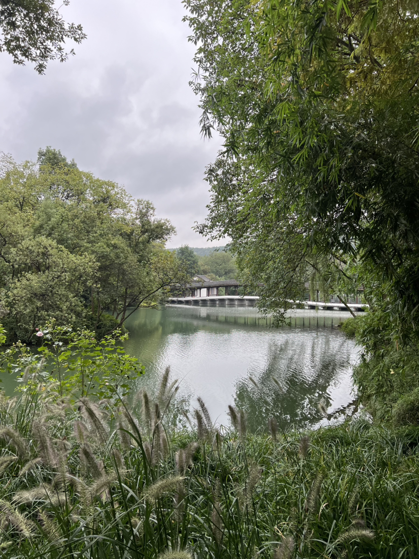 西湖群山·满陇桂雨｜华东秋色，满陇正是桂花季