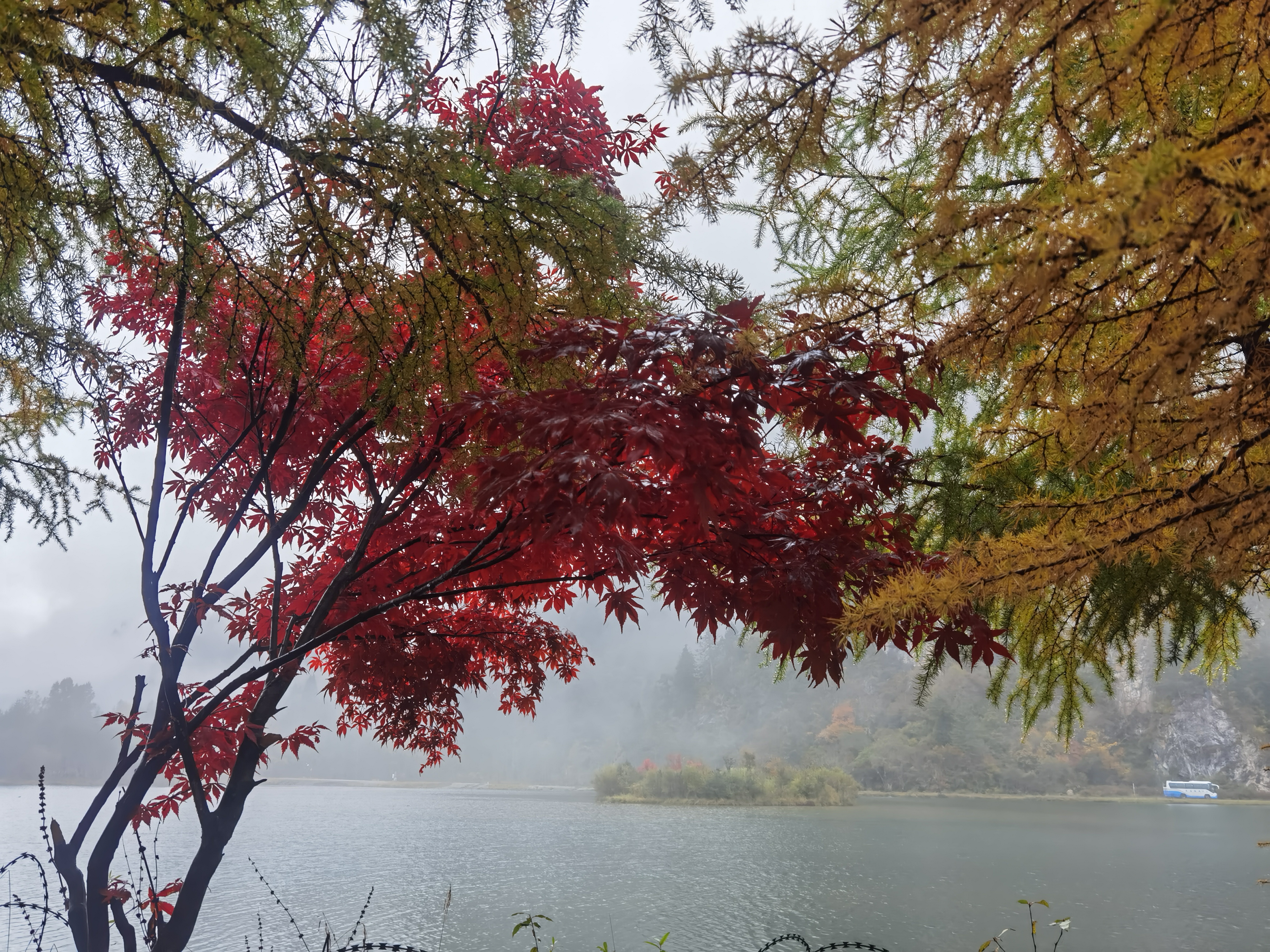 多彩毕棚沟，这里红枫，彩林，雪山，瀑布，海子，美景尽在其中，观龙海到燕子窝，湖光倒影，巍巍雪山，美不胜收。飞龙直下似白练