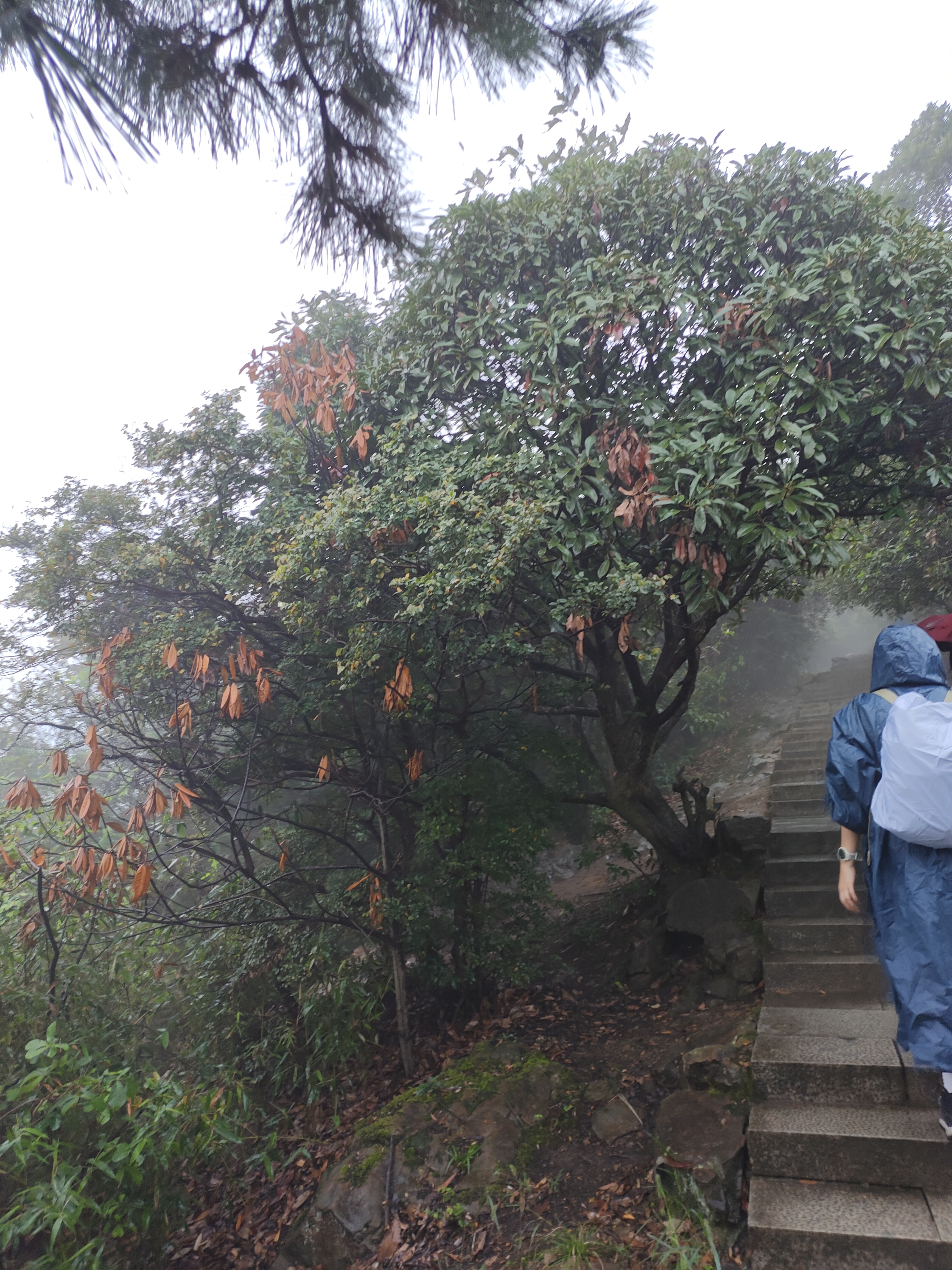 2024.10.15 满陇桂雨（二）