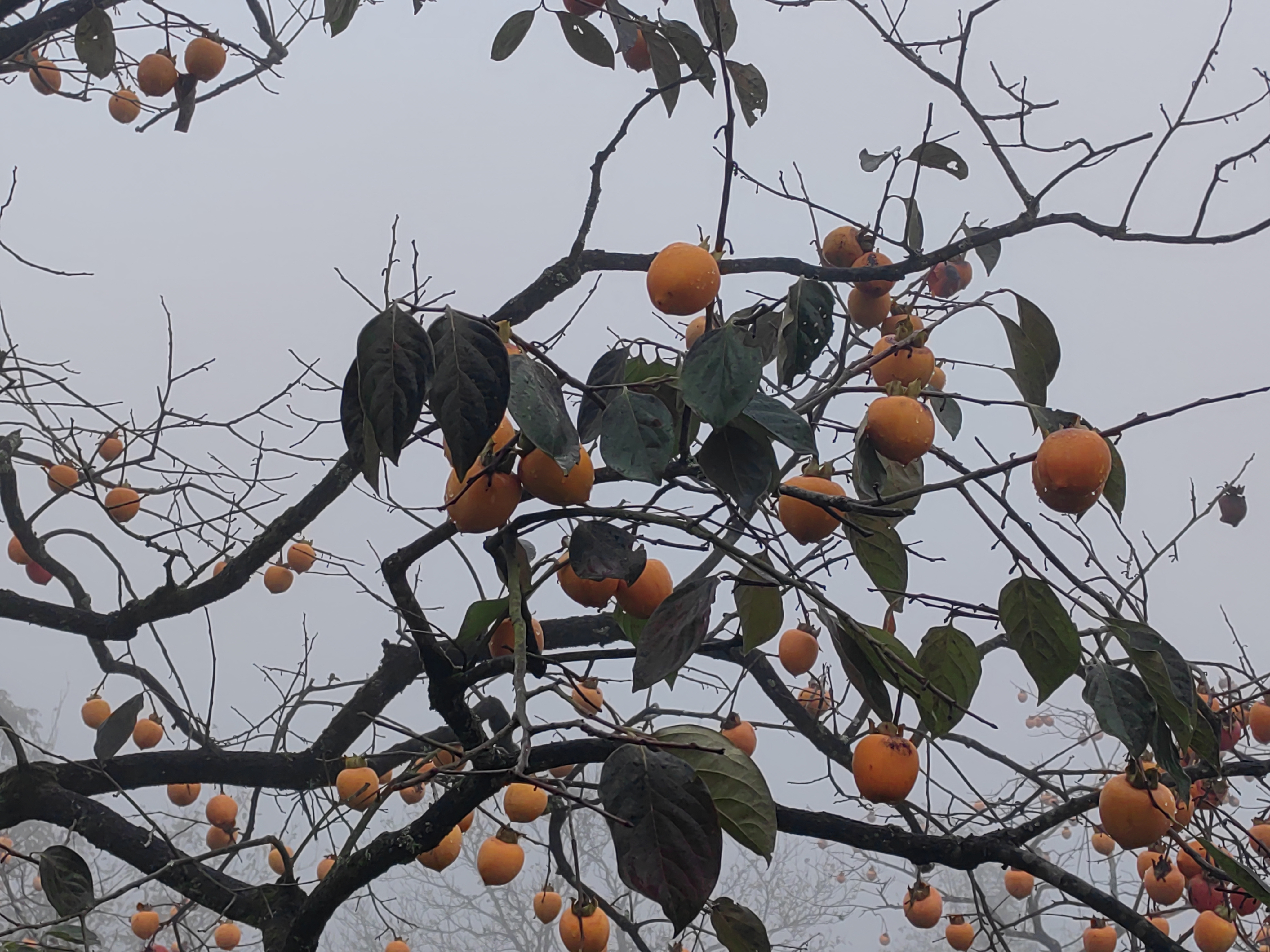 烟雨蒙蒙细雨中漫步天姥山