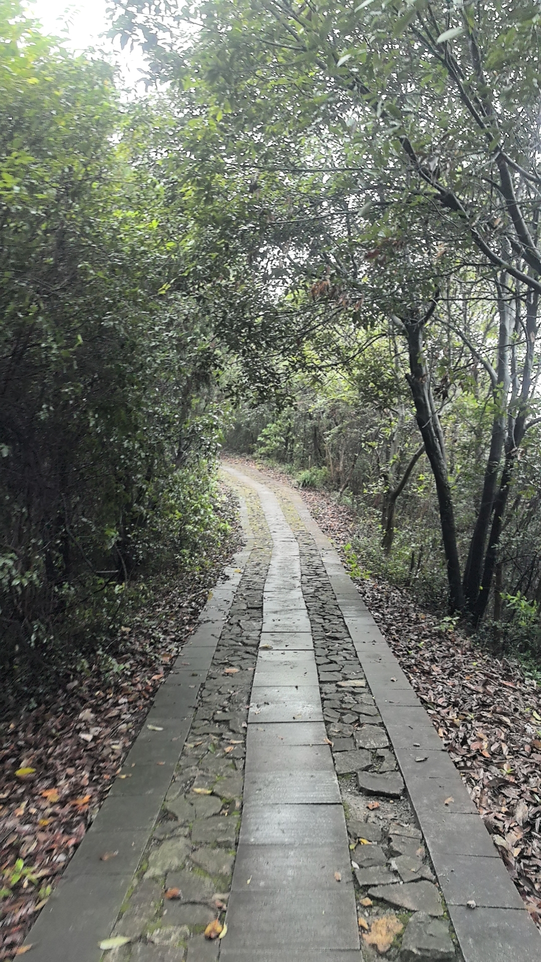 第三次参加西山登山节19年首次参加的时候好几个一块去年一个人冲也是下小雨今年是衣服湿透，雨在脸上胡乱拍还是走完了